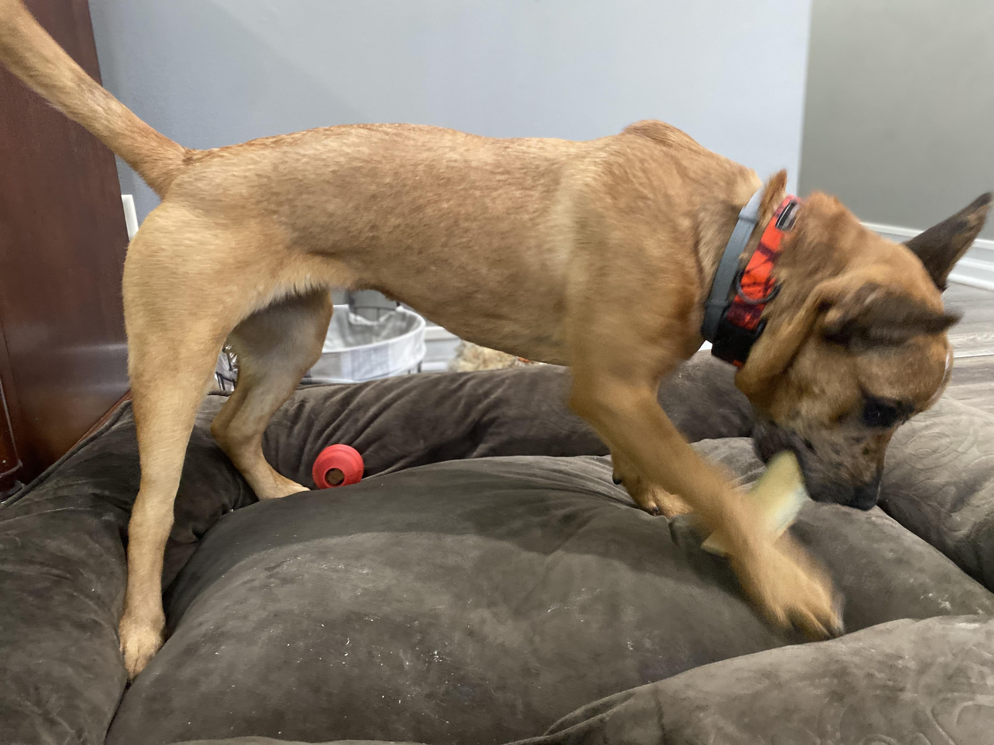 Athena, a ADOPTABLE mixed breed in Aurora, IL image 2/6