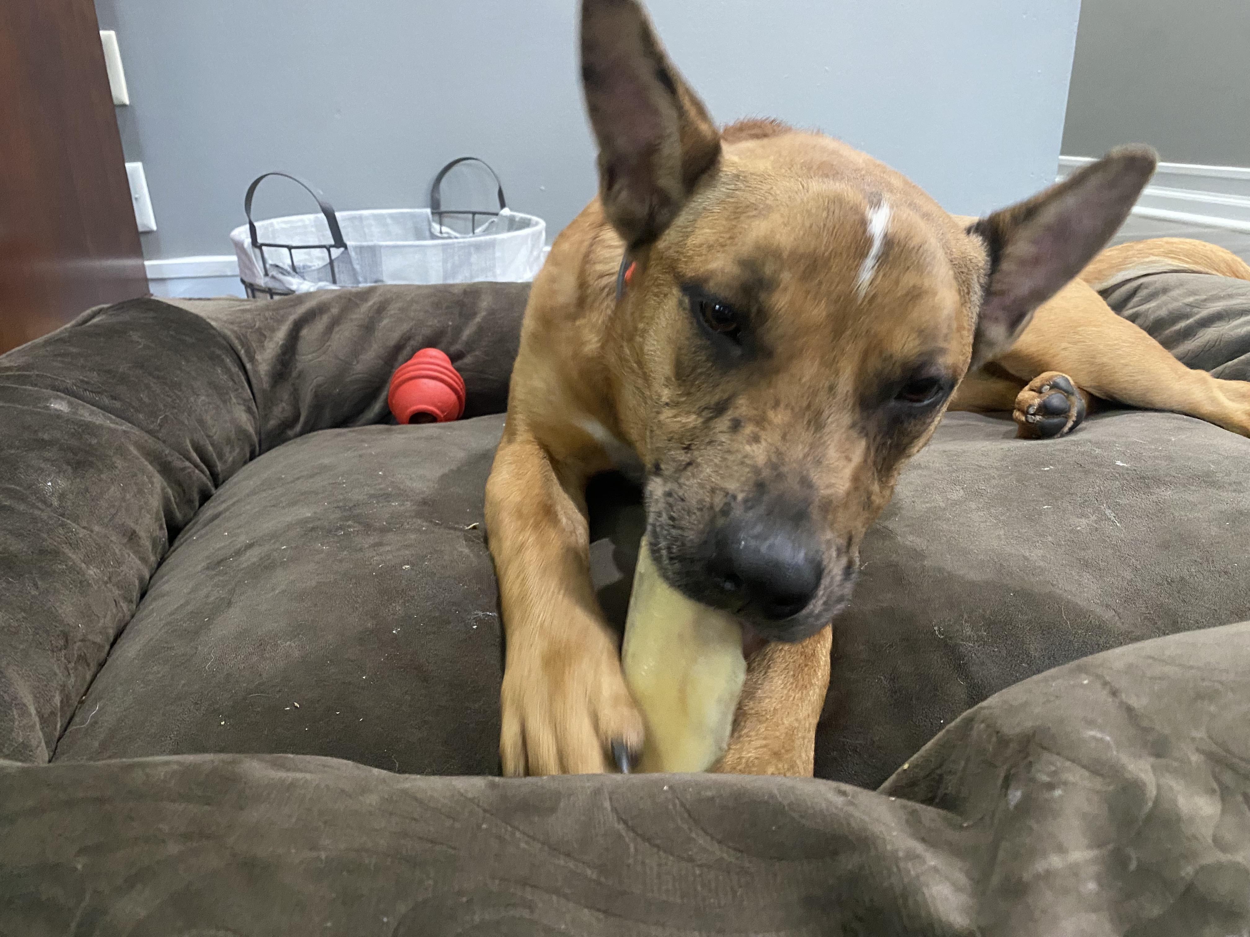 Athena, a ADOPTABLE mixed breed in Aurora, IL image 1/6