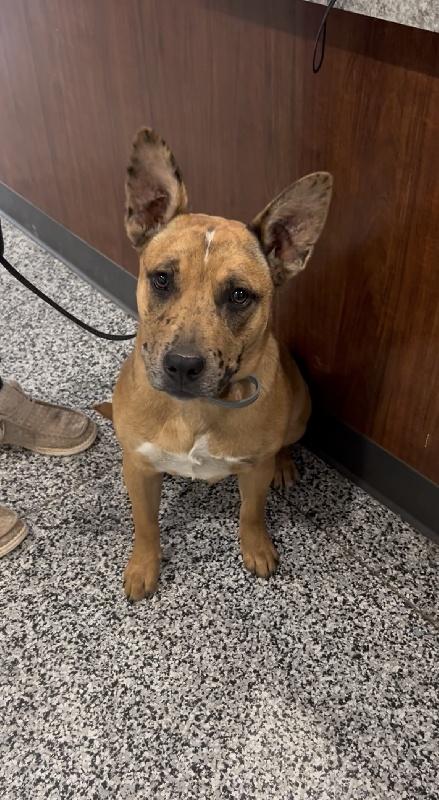 Athena, a ADOPTABLE mixed breed in Aurora, IL image 5/6