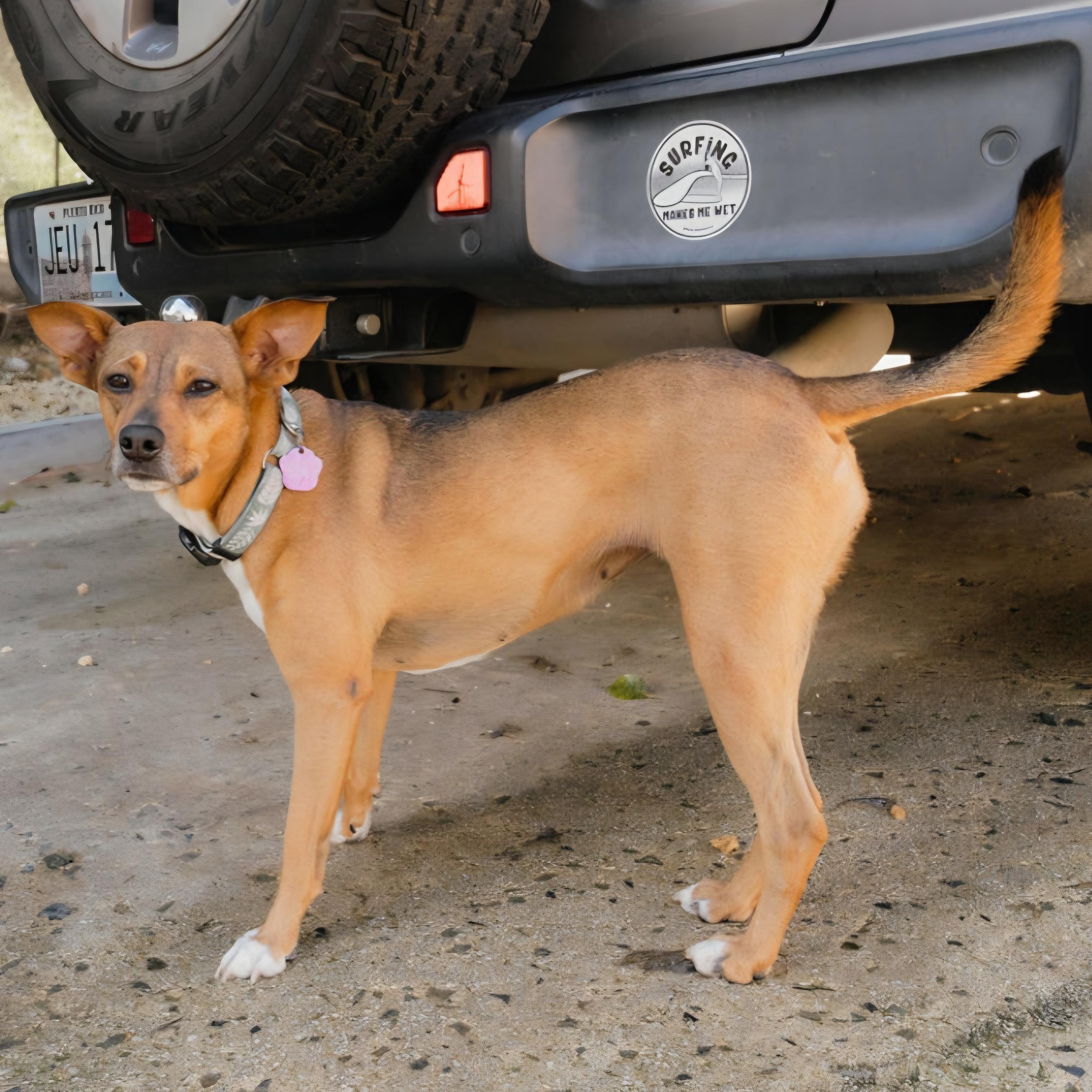 Enlarge Raya, a Adoptable mixed breed in Annapolis, MD image 2/5