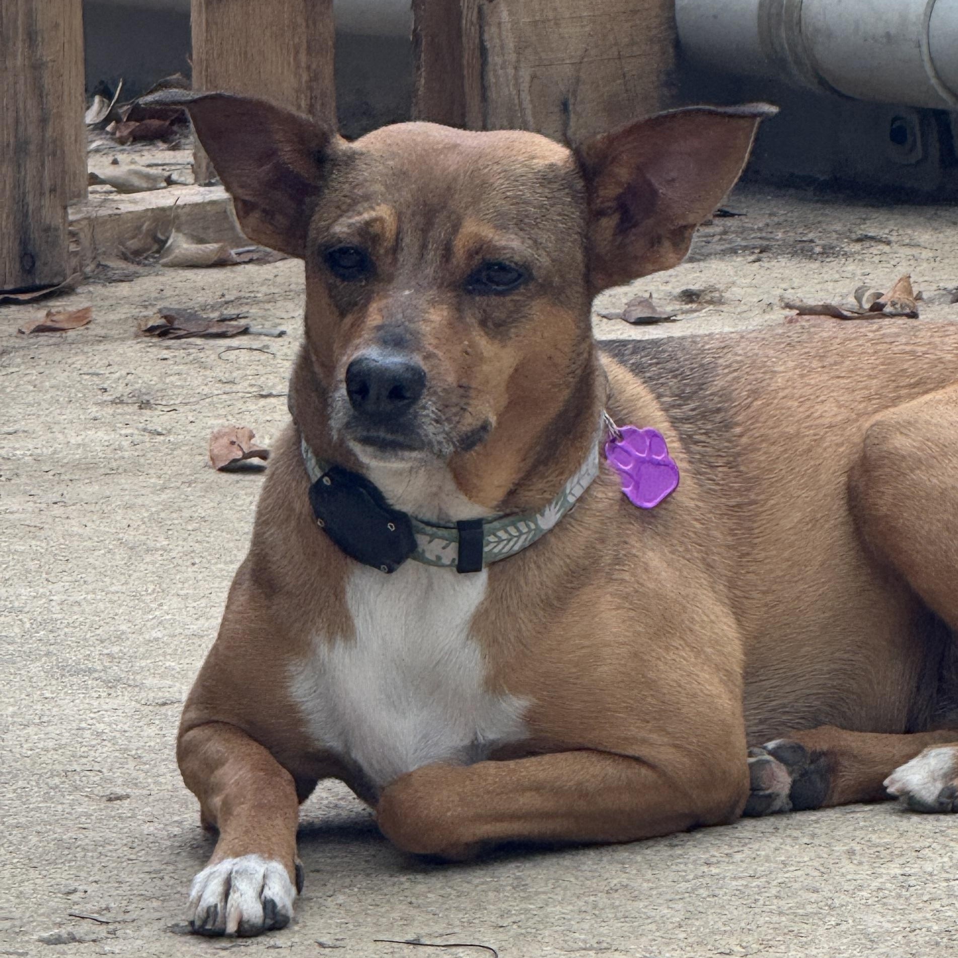 Enlarge Raya, a Adoptable mixed breed in Annapolis, MD image 3/5