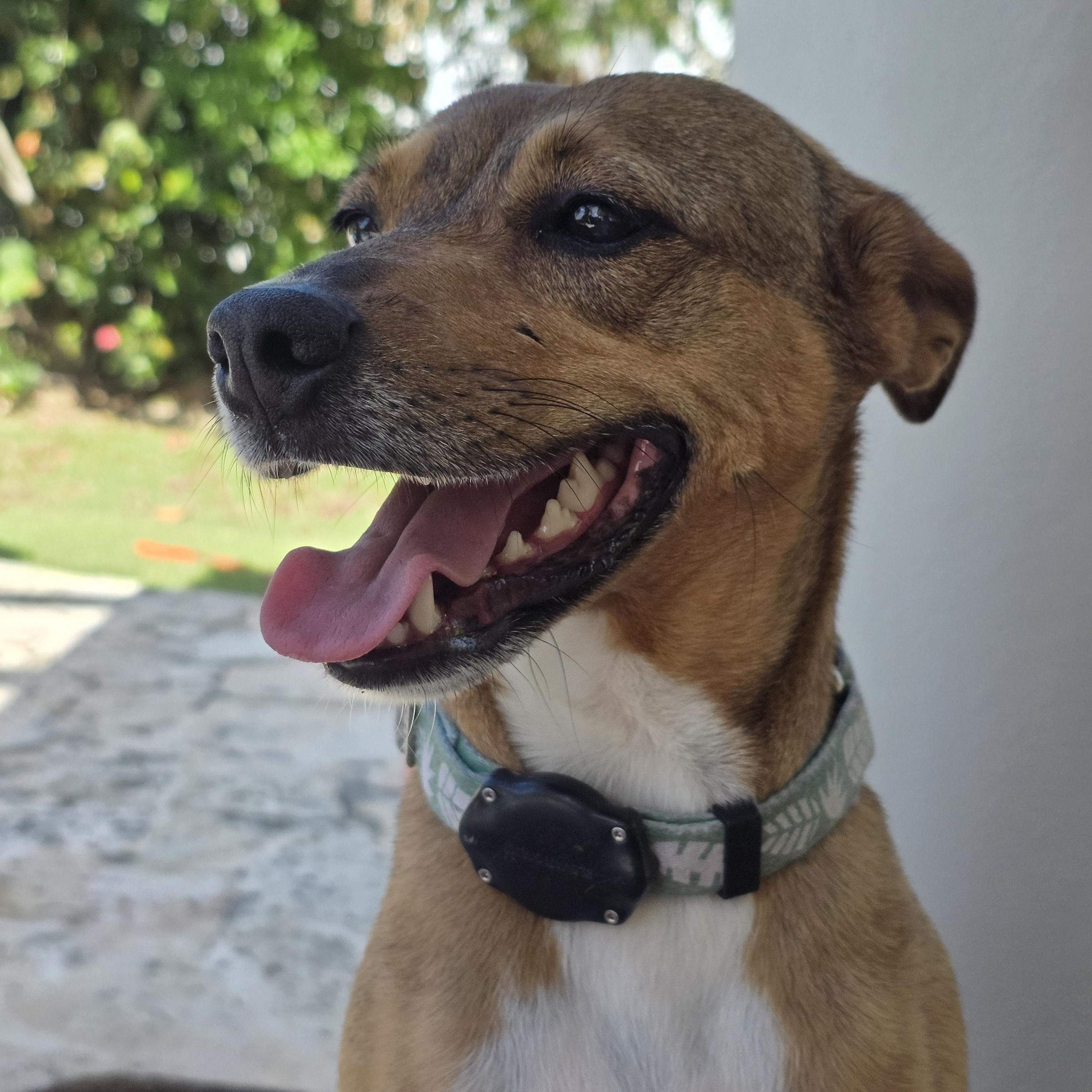 Raya, Adoptable, Young Female Terrier.