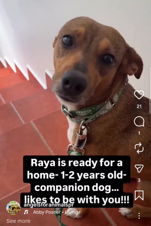 Enlarge Raya, a Adoptable mixed breed in Annapolis, MD video 5/5