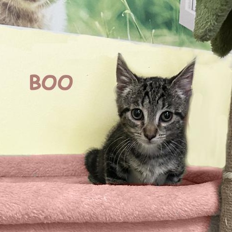 Boo Avo 0825