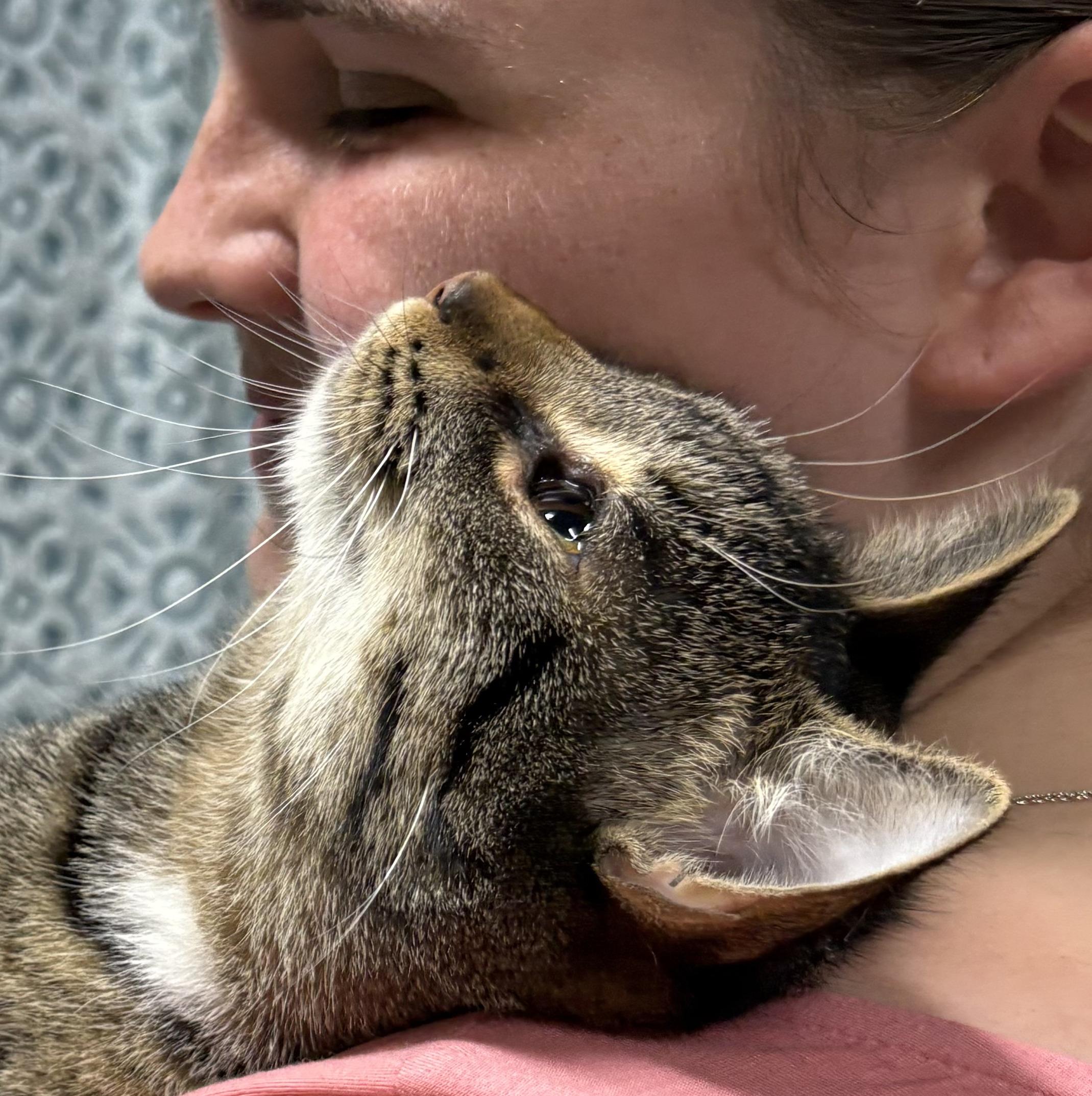 GUMDROP (bonded with LOLLIPOP)