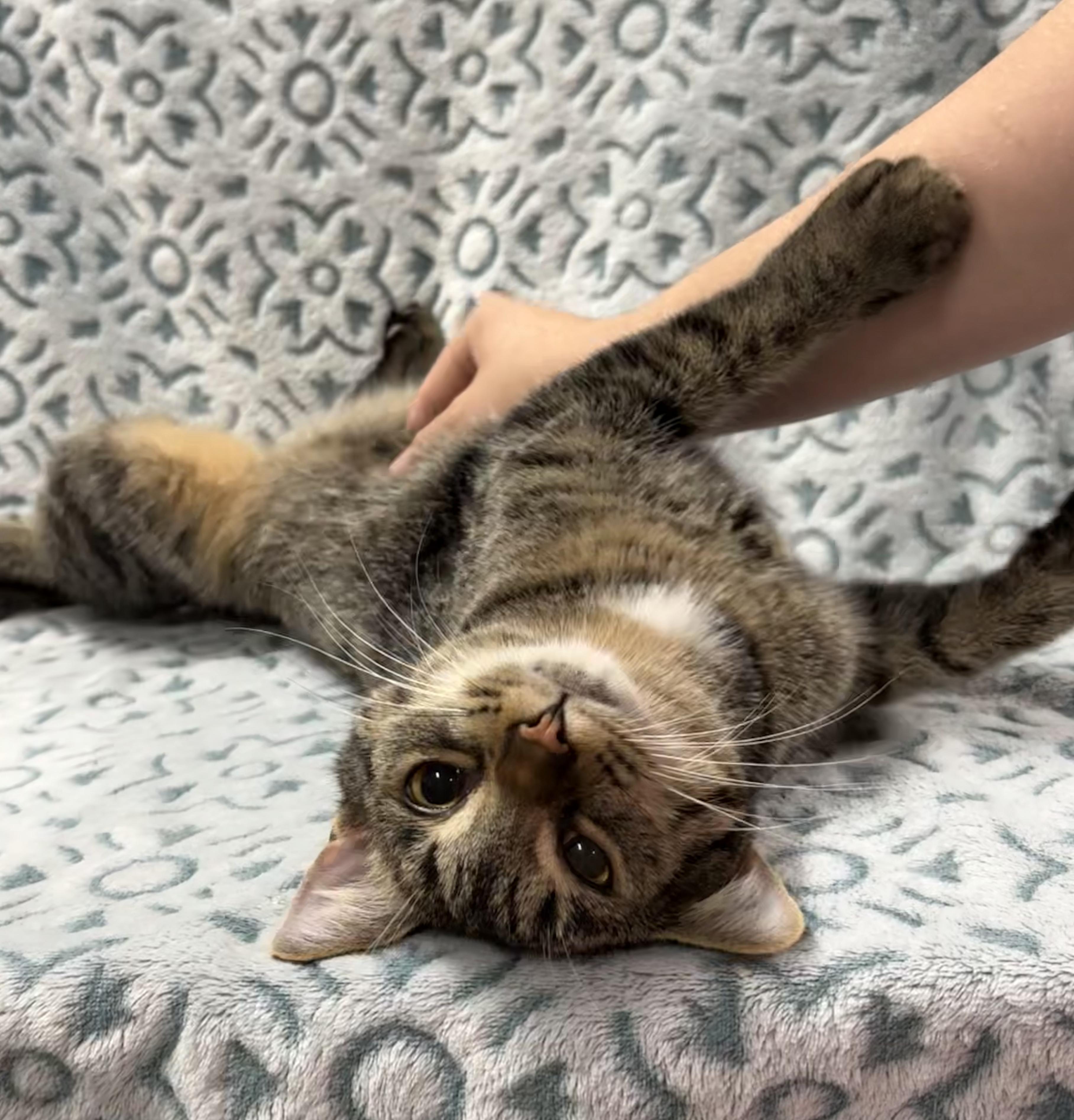 GUMDROP (bonded with LOLLIPOP)