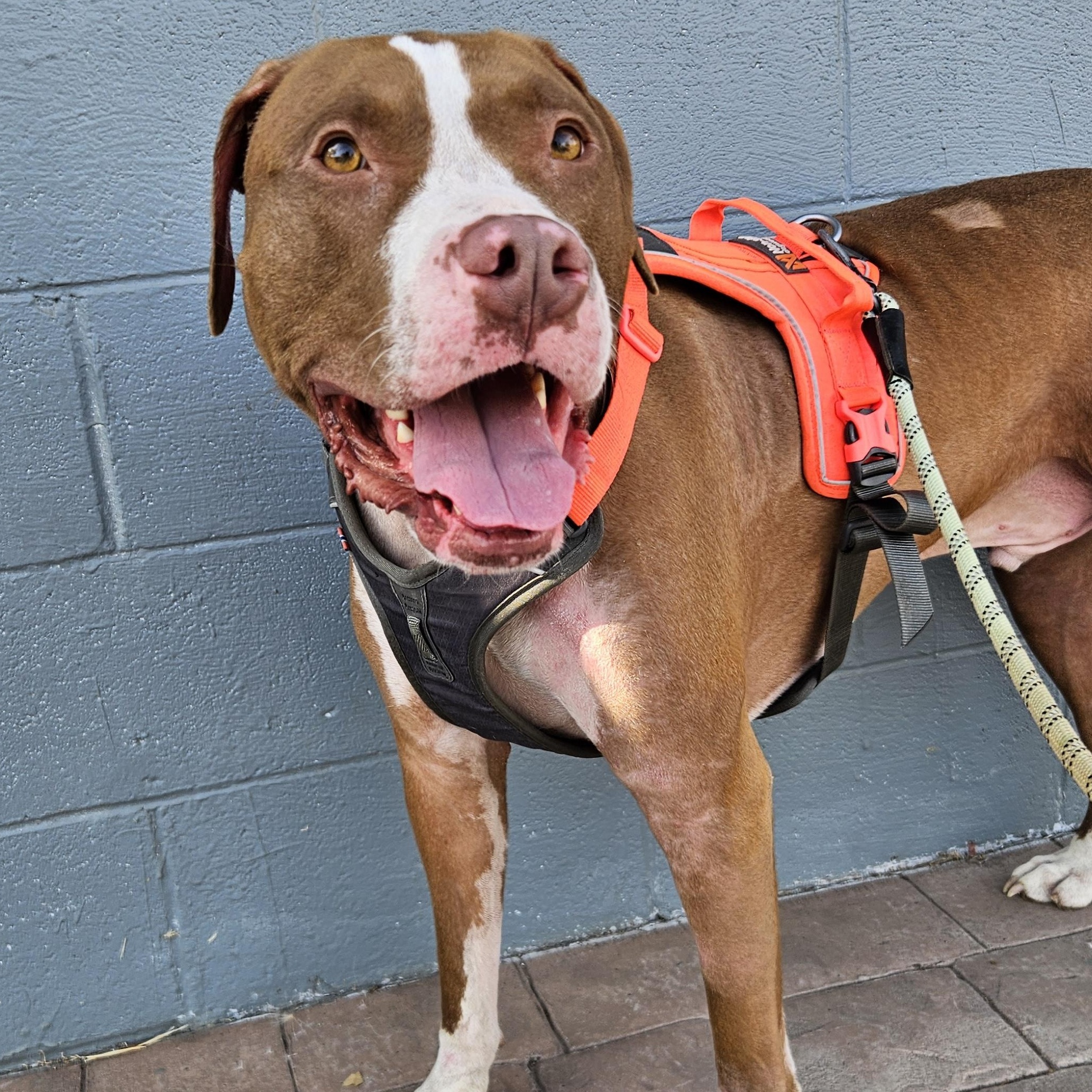 Enlarge Piglett, a Adoptable mixed breed in The Dalles, OR image 2/2