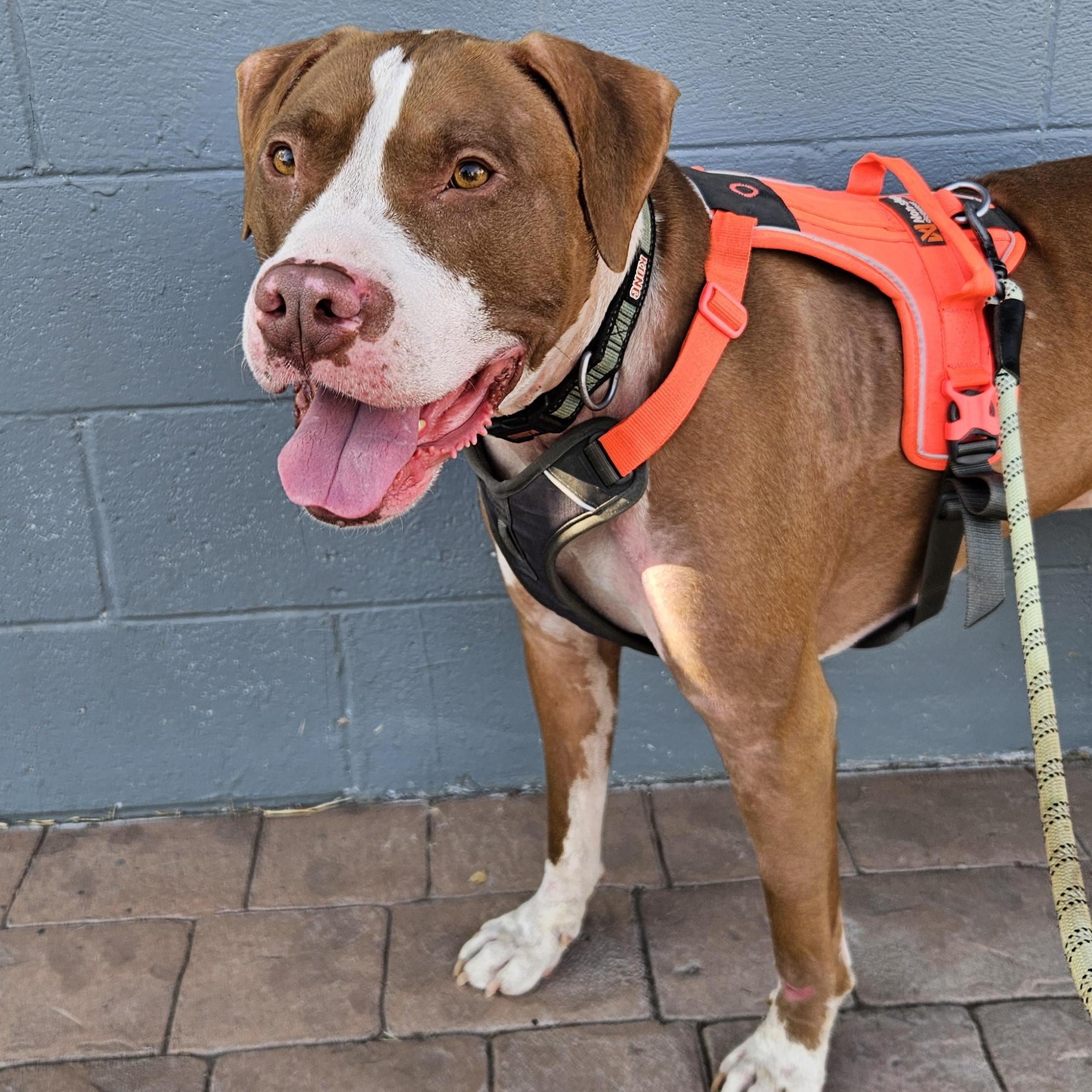 Piglett, Adoptable, Adult Male Pit Bull Terrier & American Bully.