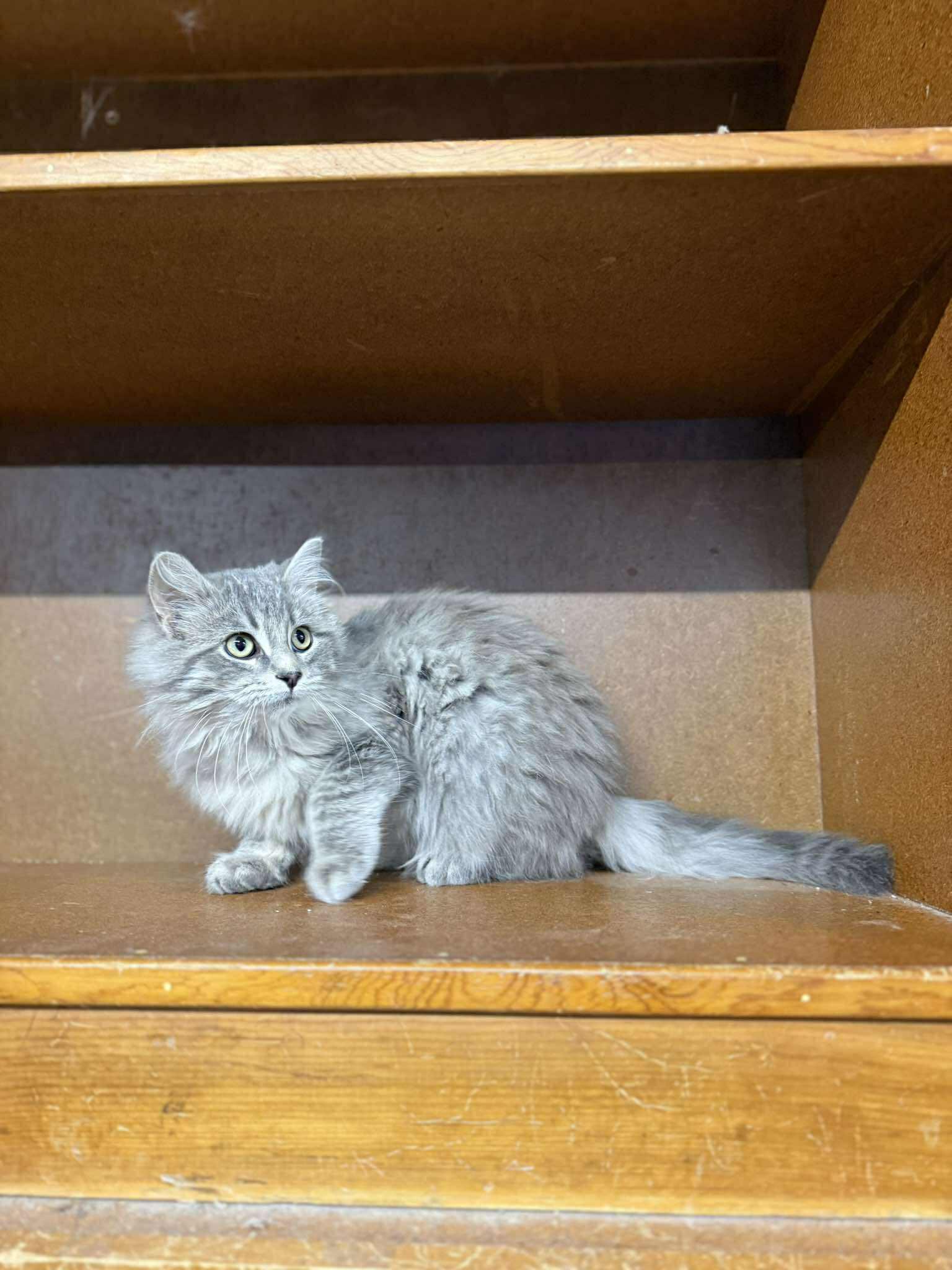 Enlarge Pierce, an adopted Tabby in Marion, IN image 2/4