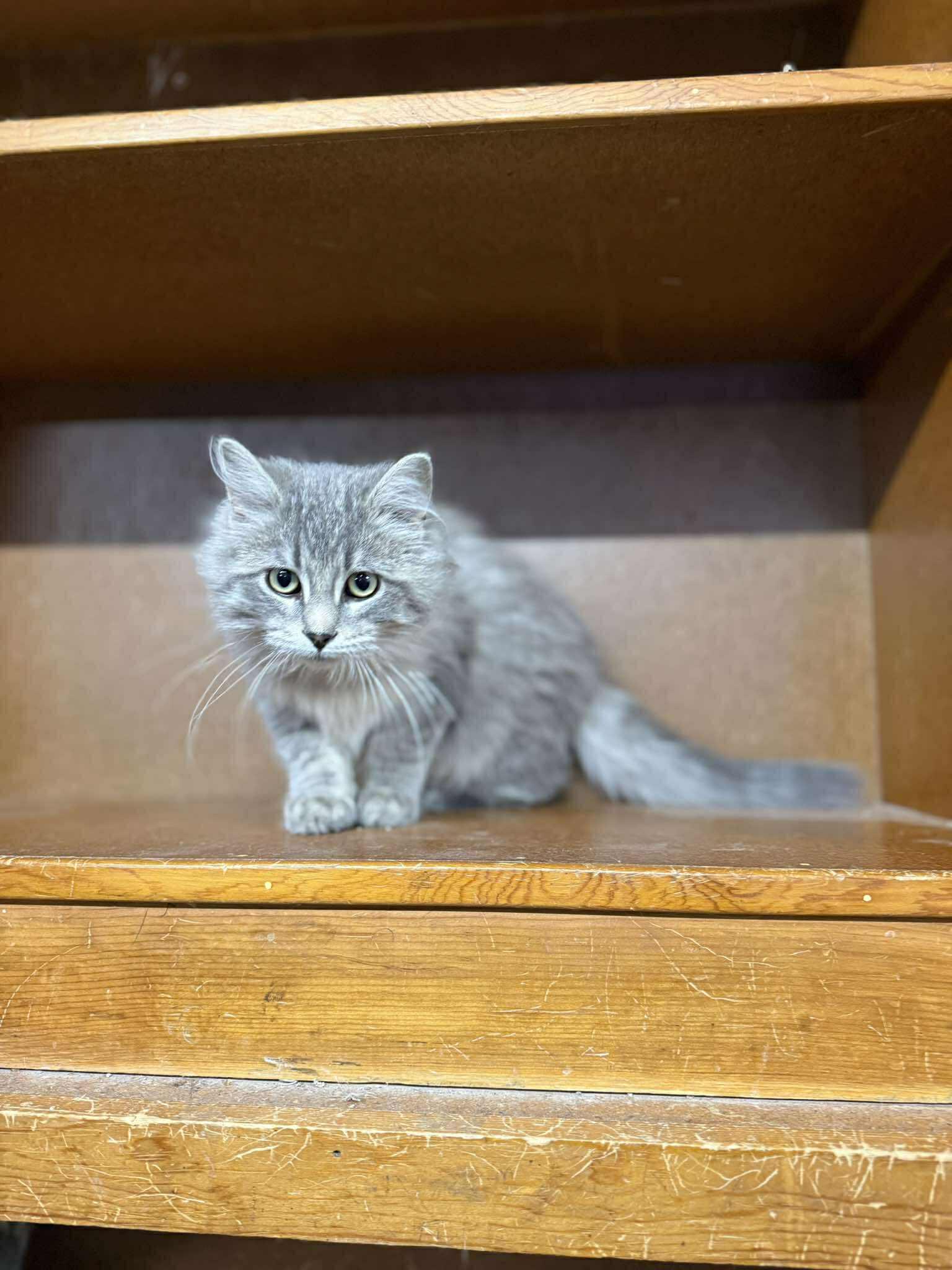 Enlarge Pierce, an adopted Tabby in Marion, IN image 4/4