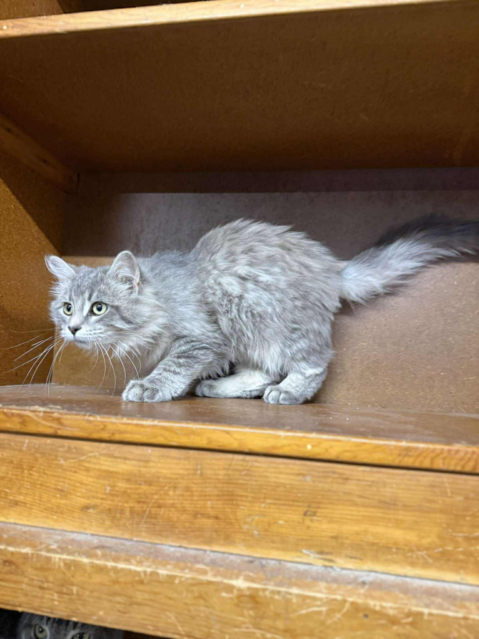 Pierce, adopted, Young Male Tabby.