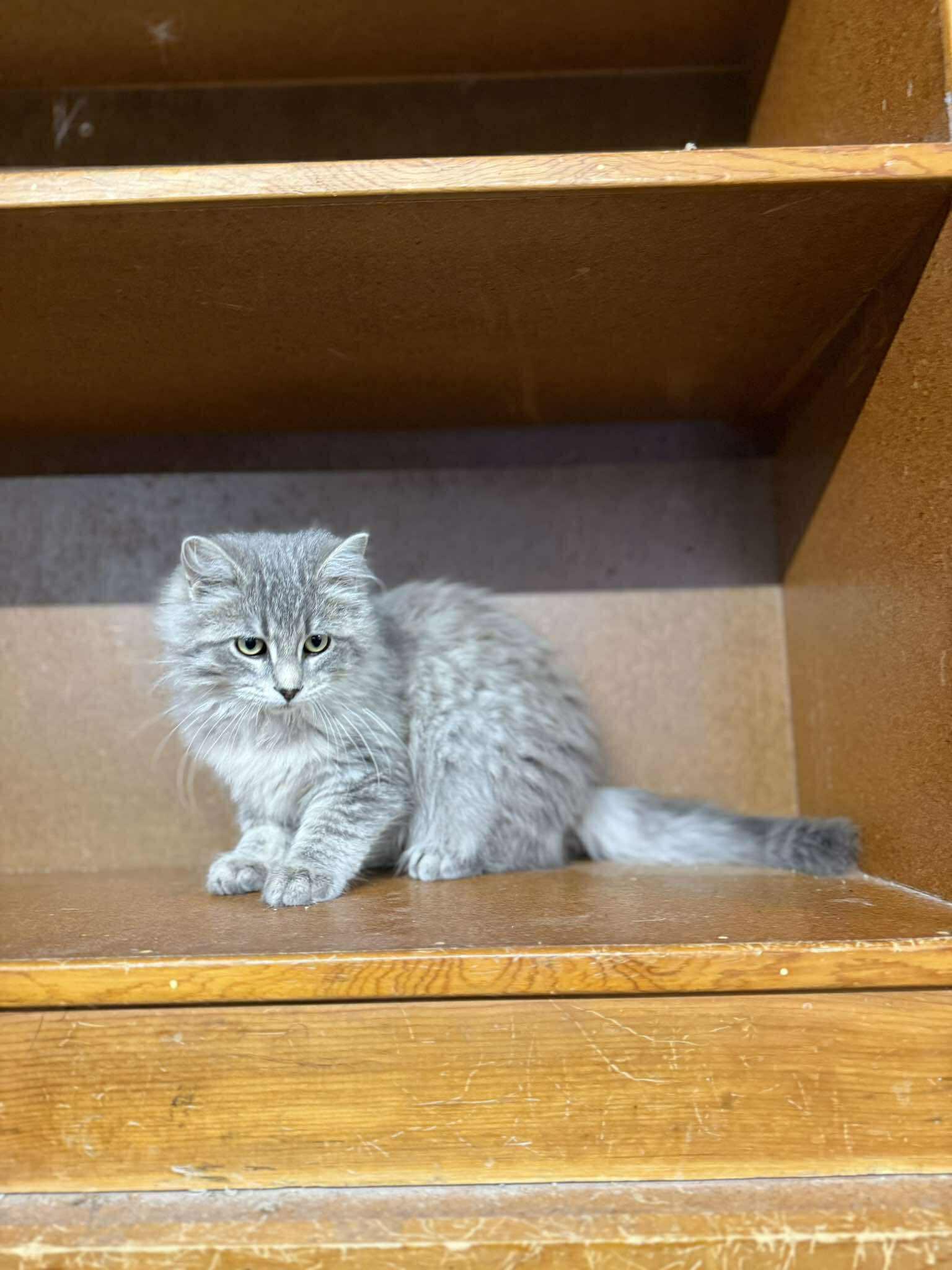 Enlarge Pierce, an adopted Tabby in Marion, IN image 3/4