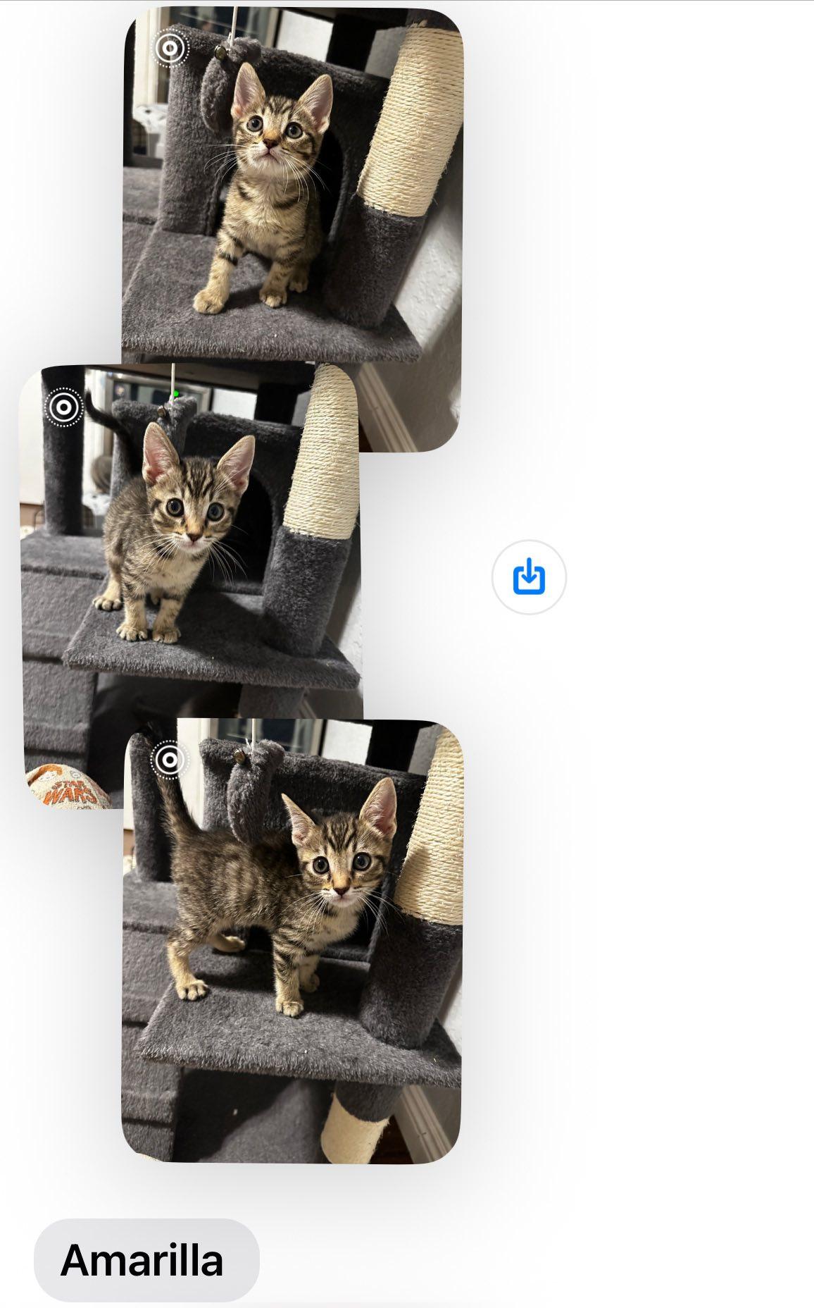 Enlarge Amarilla, an adopted mixed breed in Visalia, CA image 1/1