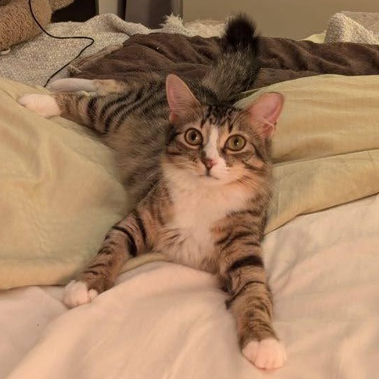 Peppa, adopted, Young Female Domestic Medium Hair.