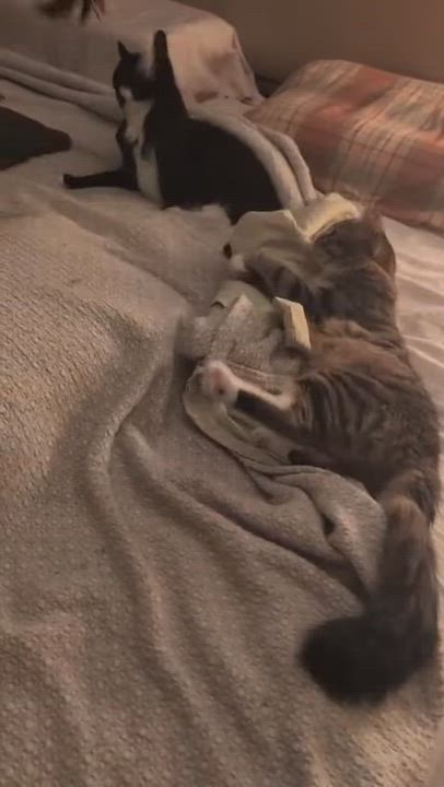 Enlarge Peppa, an adopted Domestic Medium Hair in brooklyn, NY video 4/4