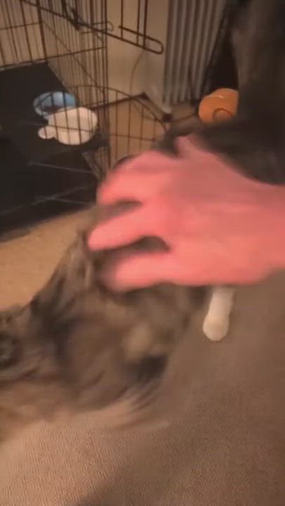 Enlarge Peppa, an adopted Domestic Medium Hair in brooklyn, NY video 3/4