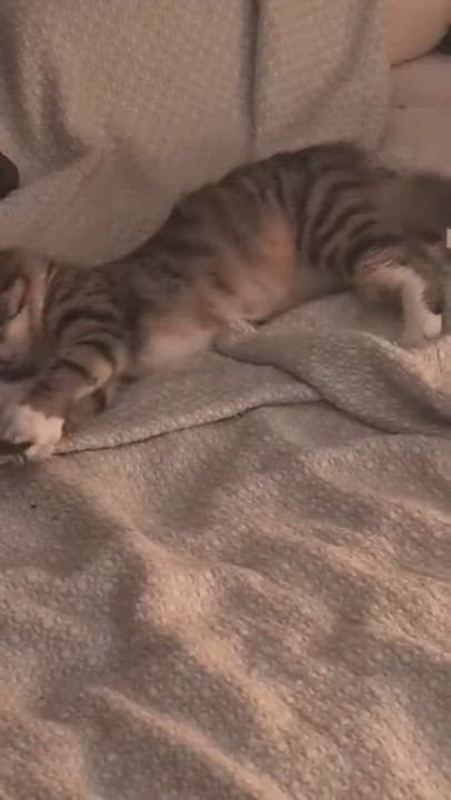 Enlarge Peppa, an adopted Domestic Medium Hair in brooklyn, NY video 2/4