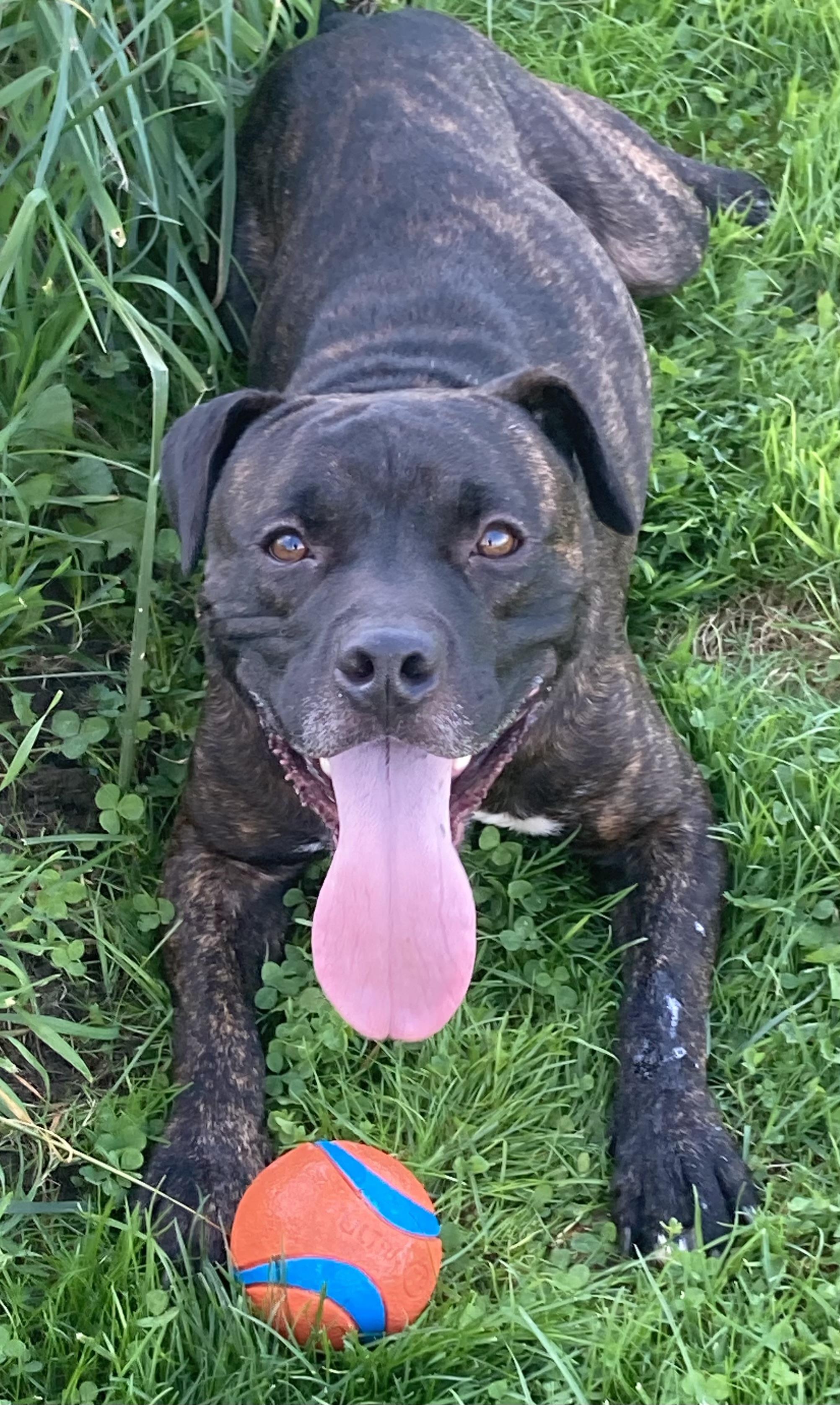 Enlarge Espresso, a Adoptable mixed breed in Ithaca, NY image 2/3