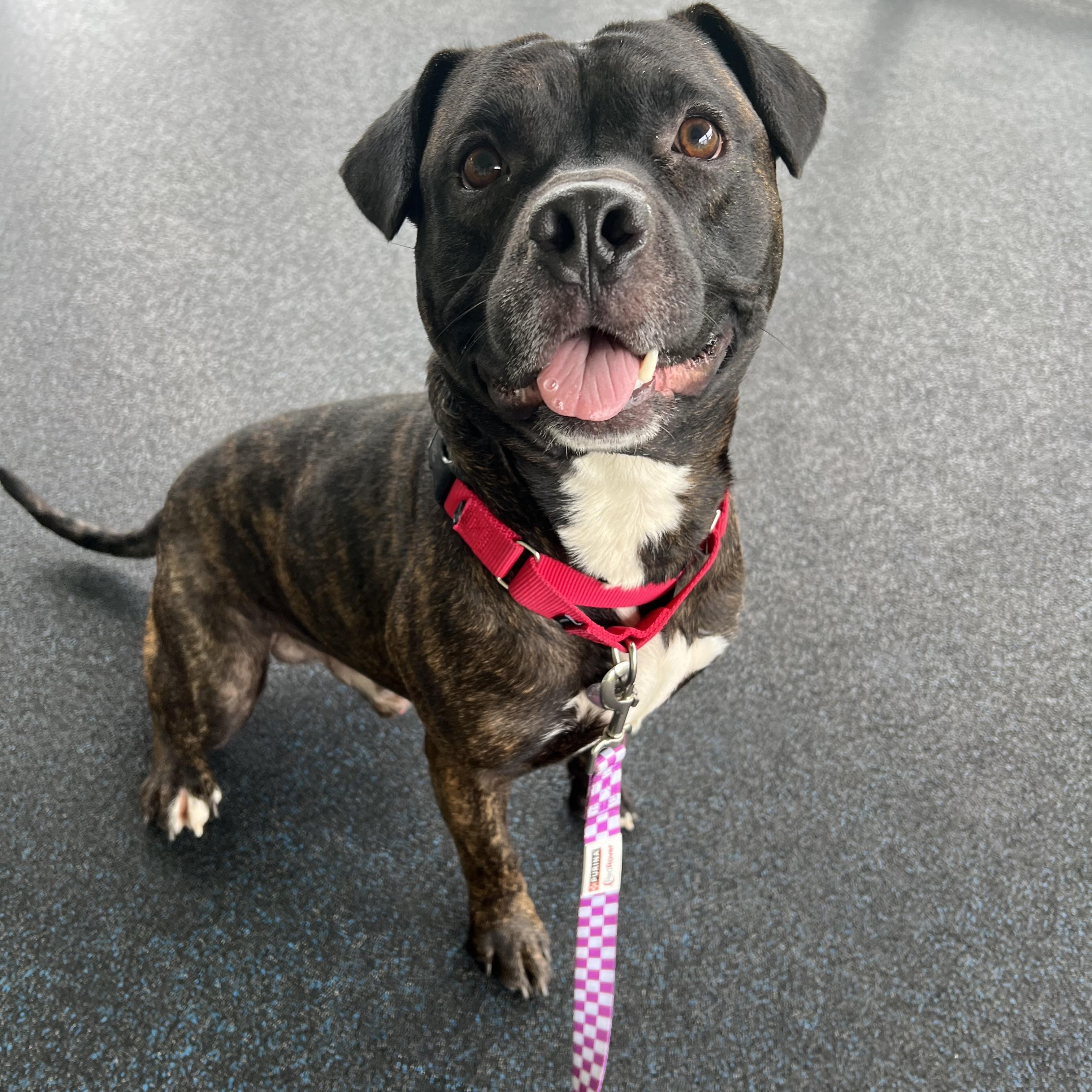 Enlarge Espresso, a Adoptable mixed breed in Ithaca, NY image 1/3