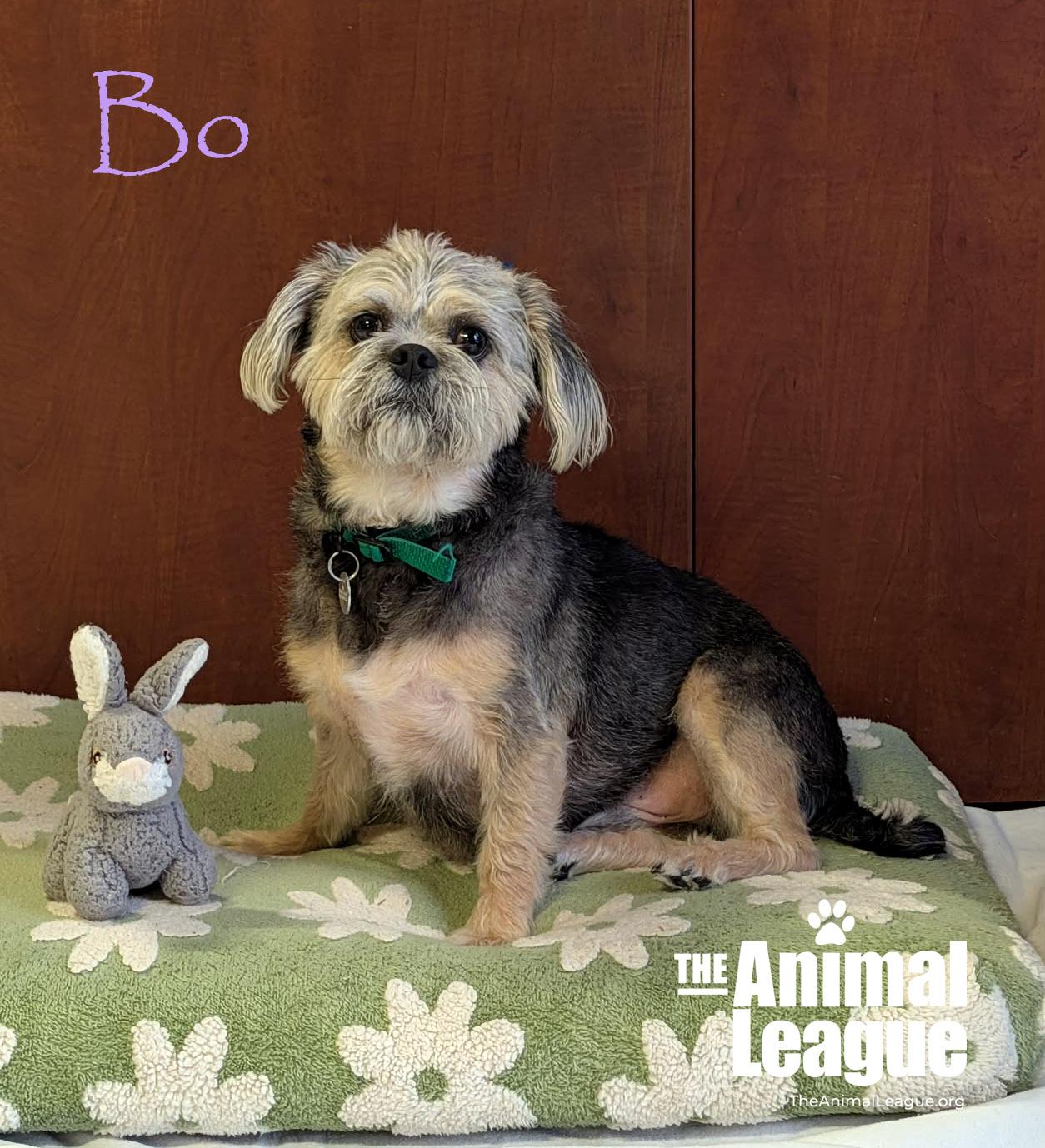 Bo, ADOPTABLE, Adult Male Shih Tzu.