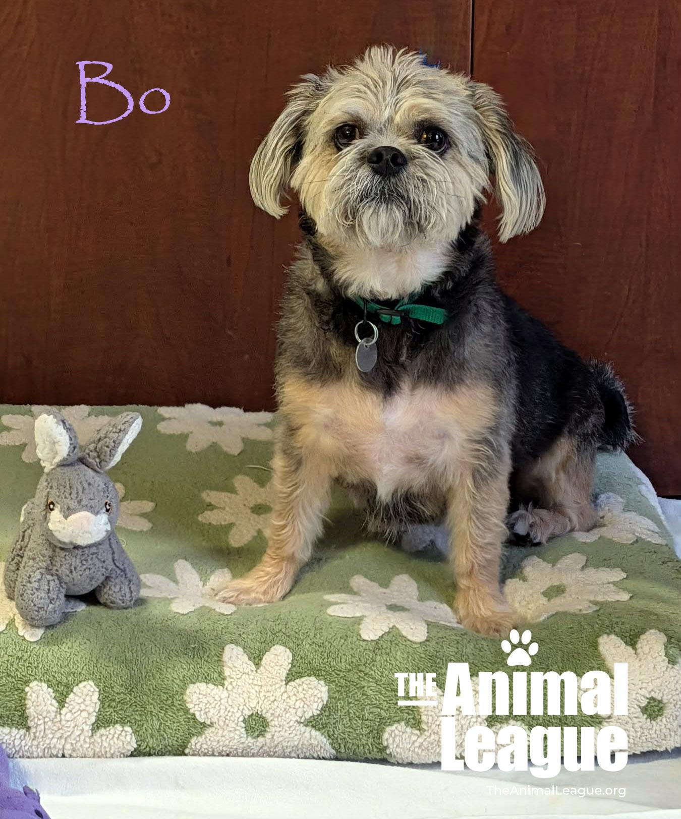 Bo, a ADOPTABLE mixed breed in Groveland, FL image 2/4