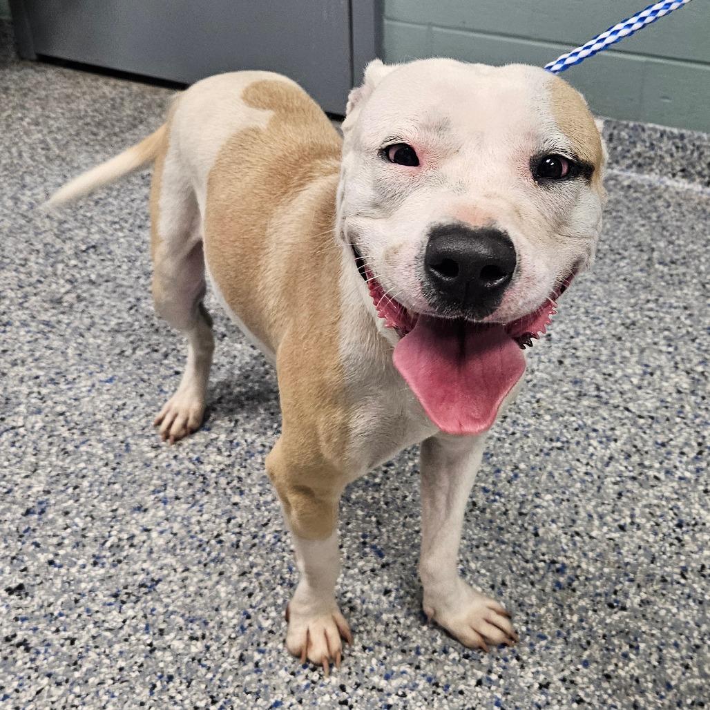 Enlarge Lani, a Adoptable mixed breed in Greenville, SC image 1/6