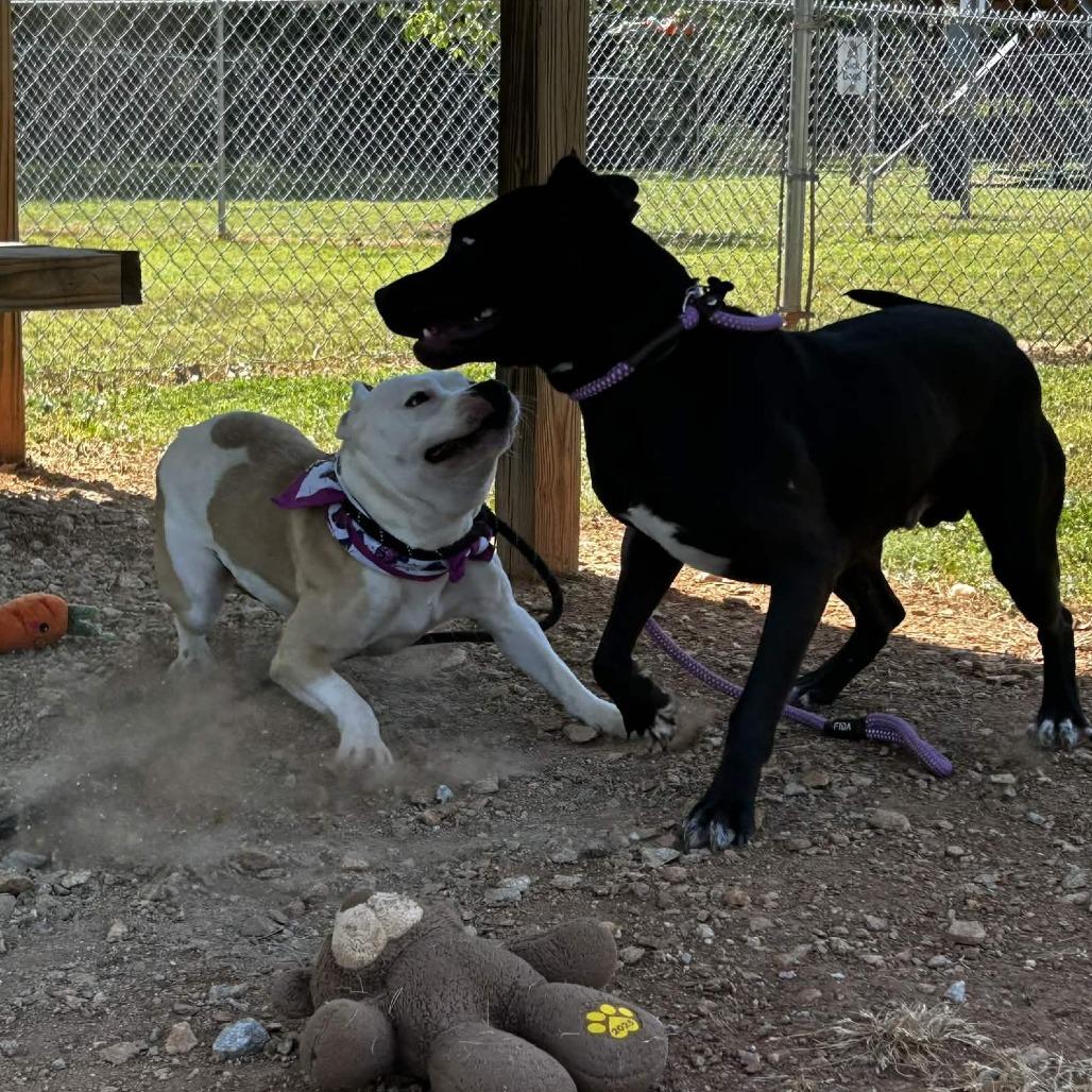 Enlarge Lani, a Adoptable mixed breed in Greenville, SC image 2/6