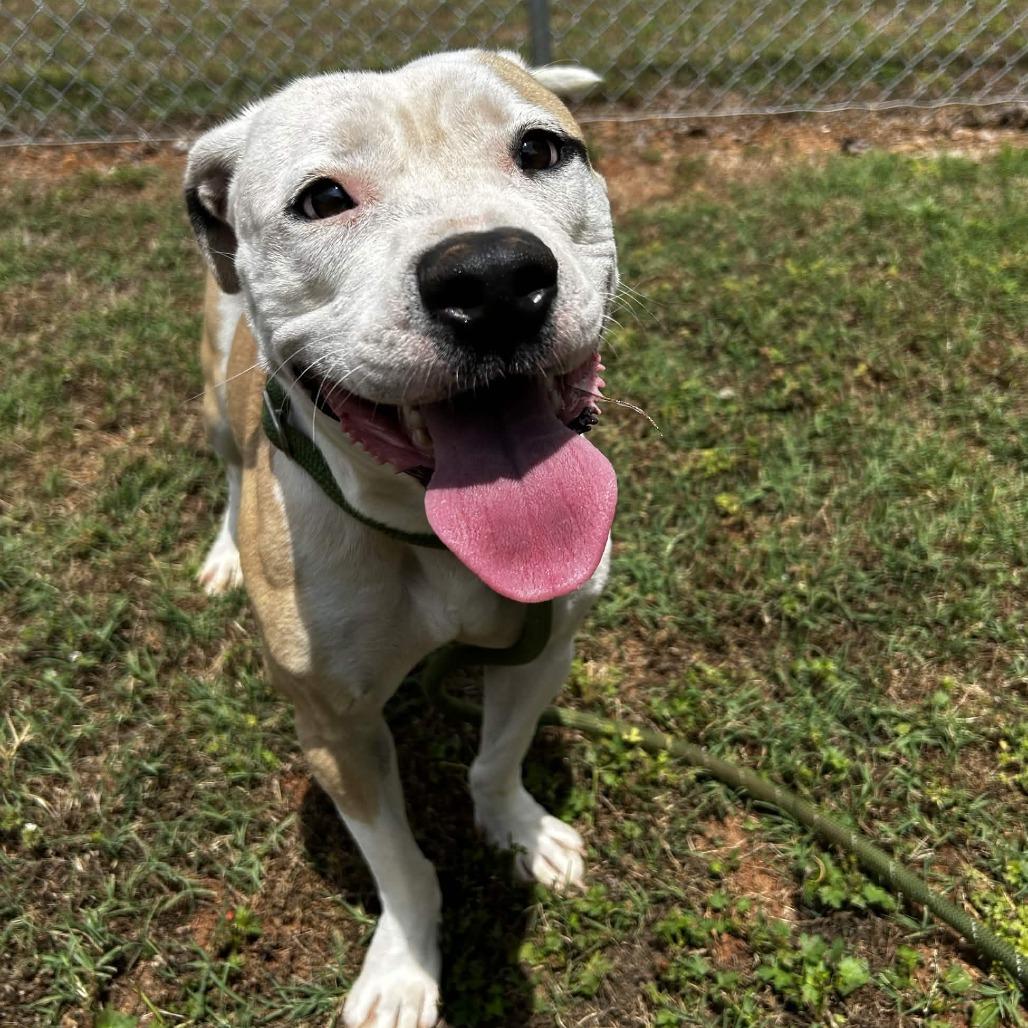 Enlarge Lani, a Adoptable mixed breed in Greenville, SC image 5/6