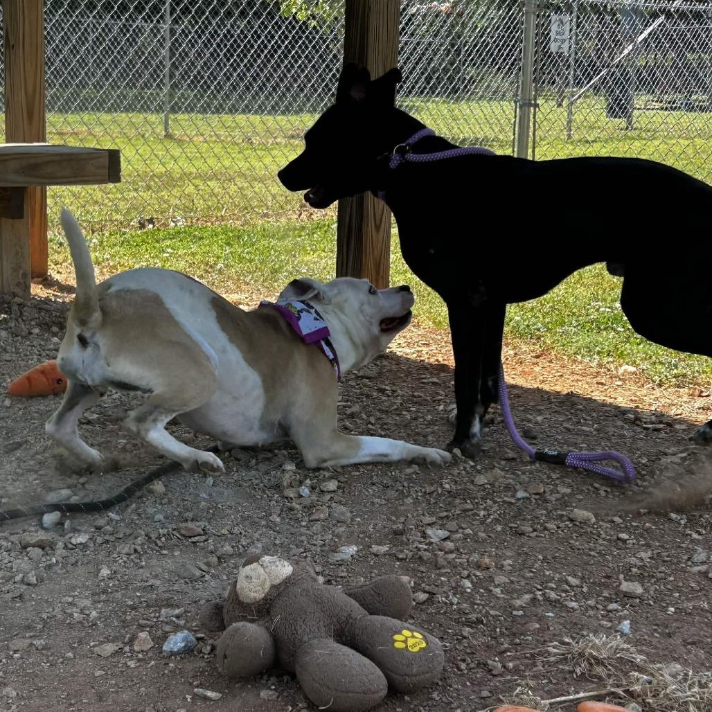 Enlarge Lani, a Adoptable mixed breed in Greenville, SC image 6/6