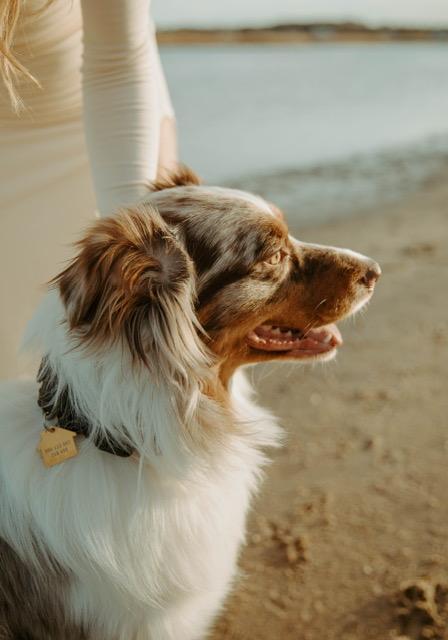 Enlarge Milo, a Adoptable Australian Shepherd in Norfolk, VA image 2/3
