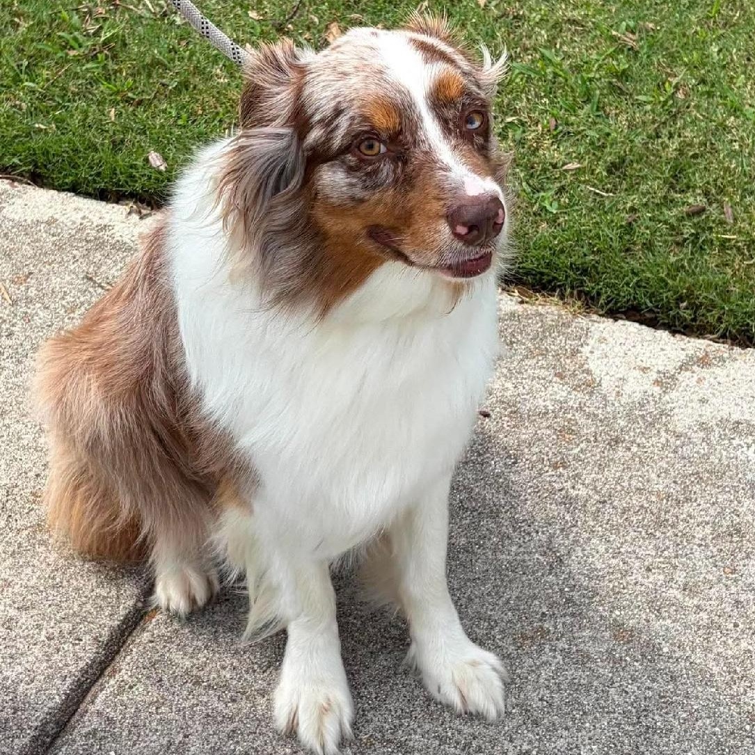 Milo, Adoptable, Adult Male Australian Shepherd.