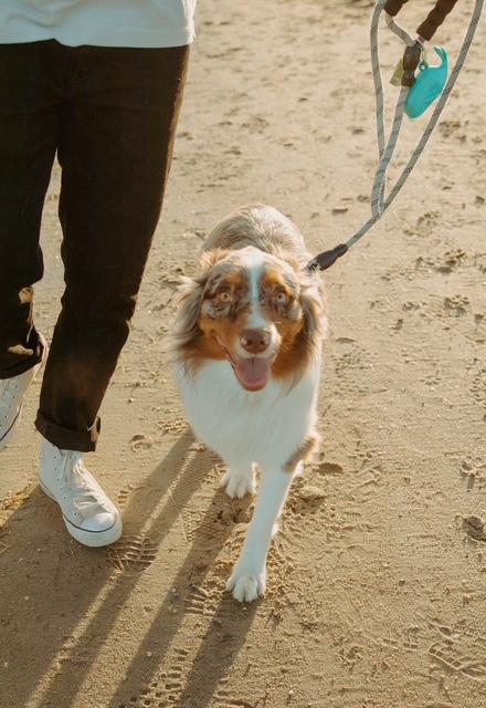 Enlarge Milo, a Adoptable Australian Shepherd in Norfolk, VA image 3/3