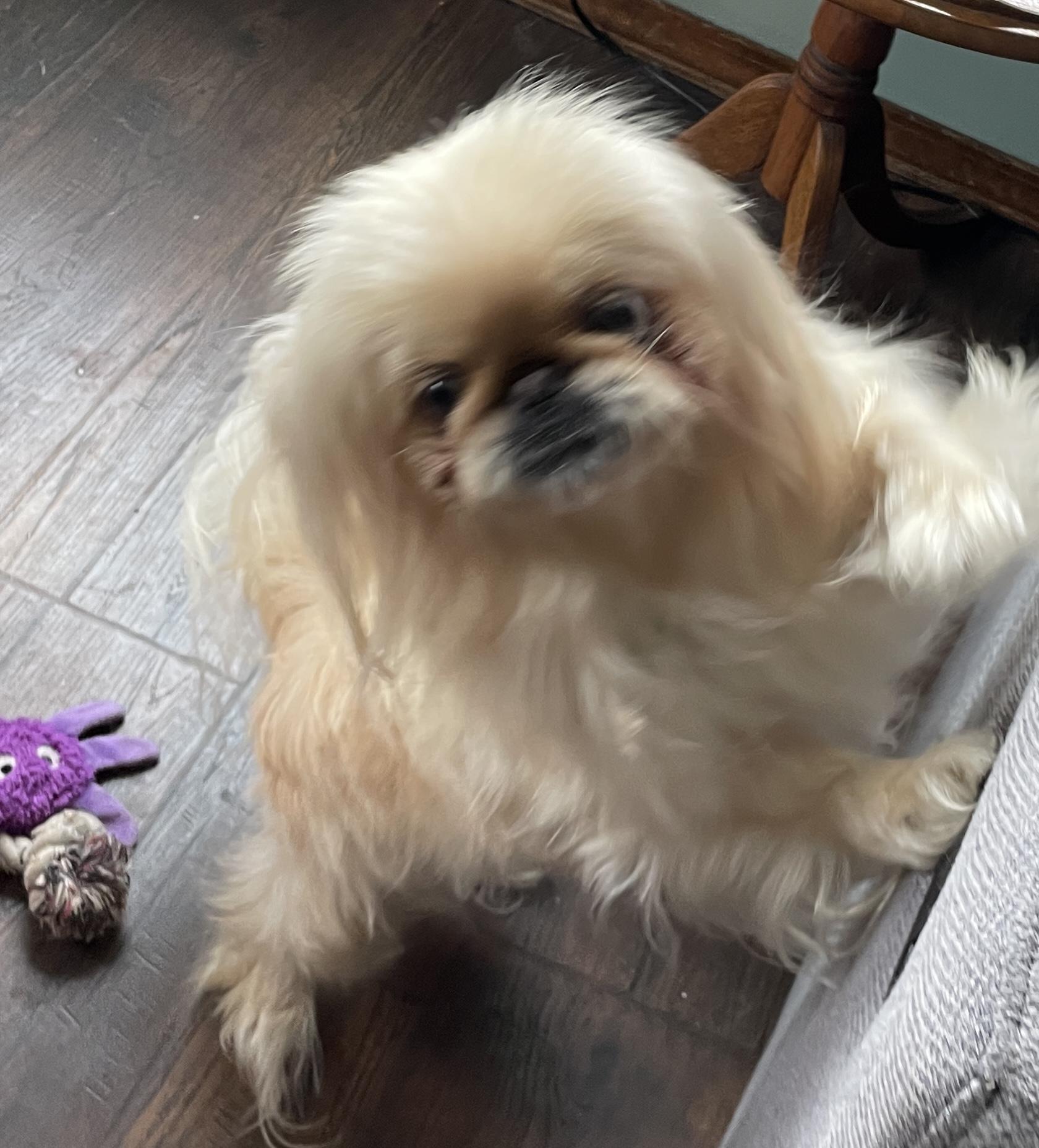 Luna, a ADOPTABLE Pekingese in Overland Park, KS image 2/2