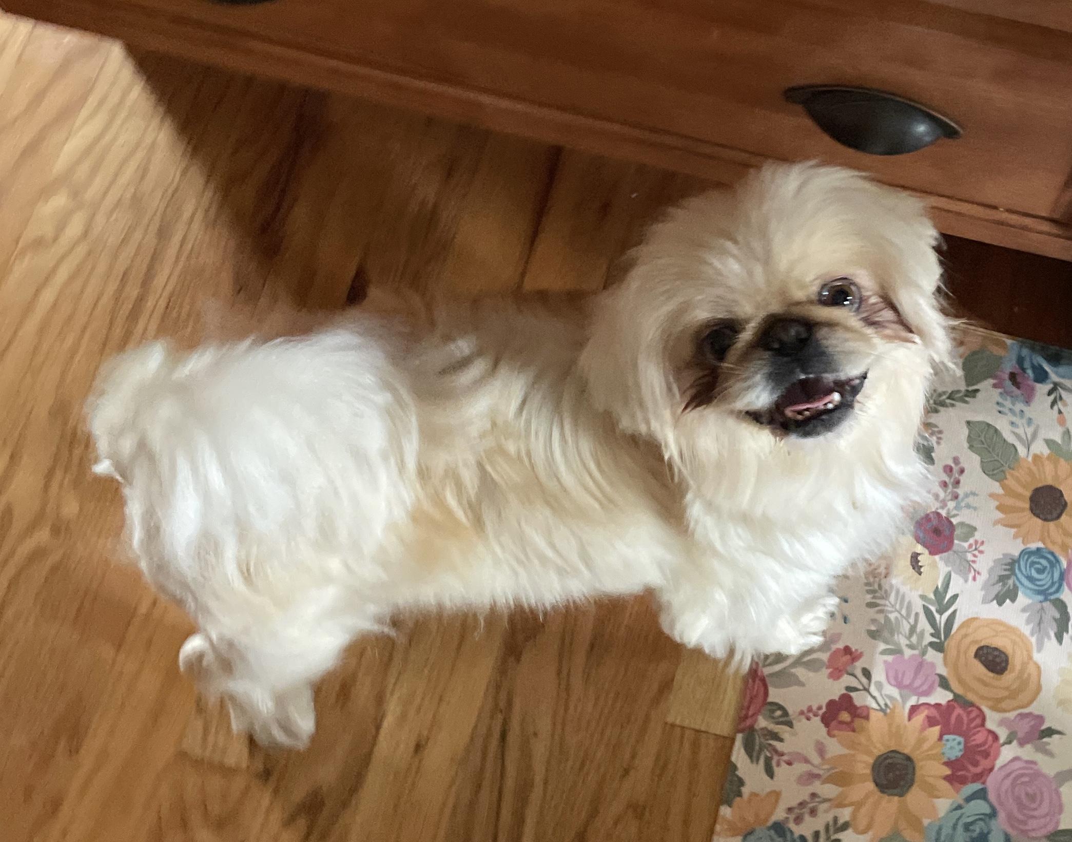 Luna, ADOPTABLE, Adult Female Pekingese.