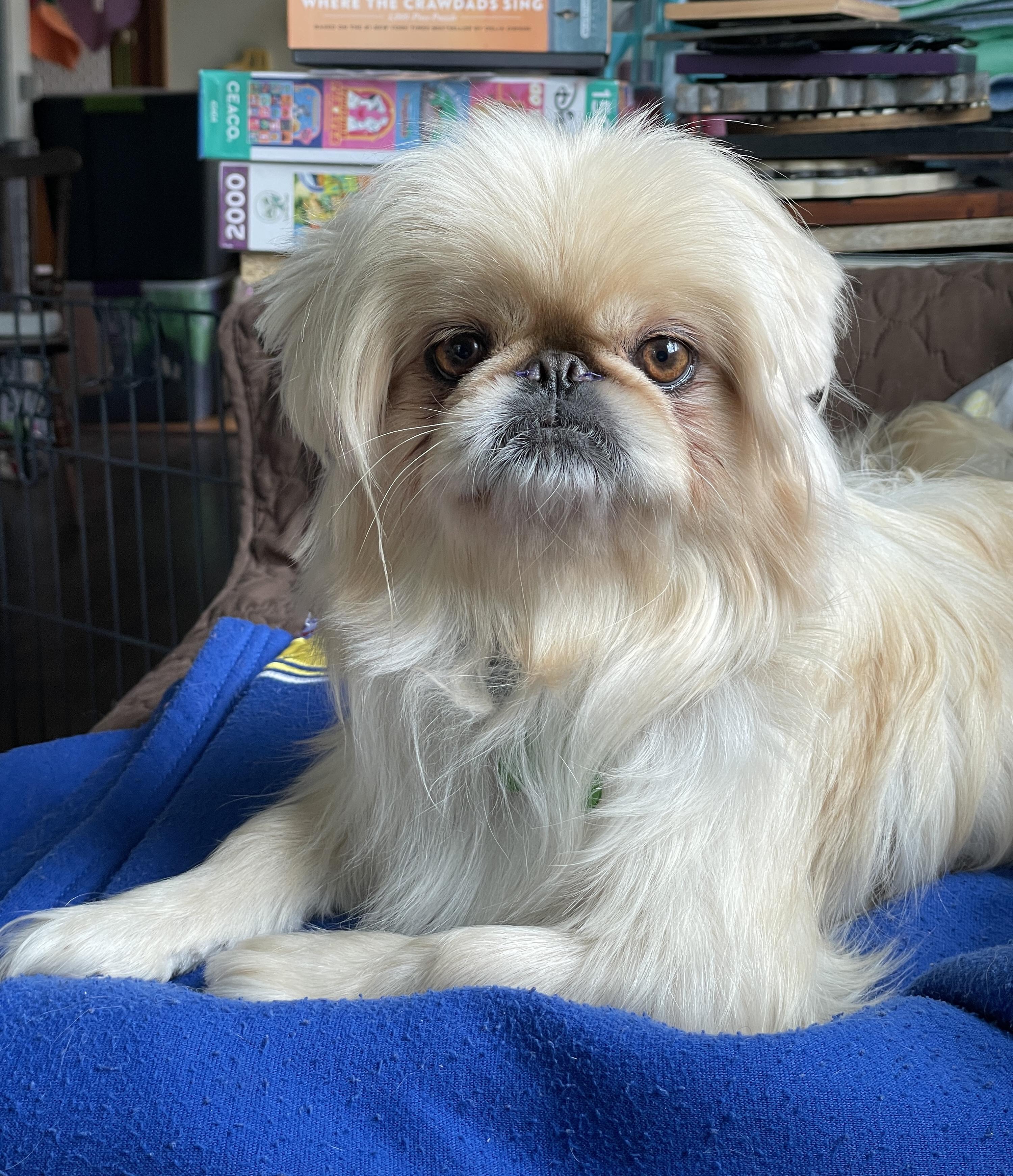 Enlarge Luna, an adopted Pekingese in Overland Park, KS image 1/3