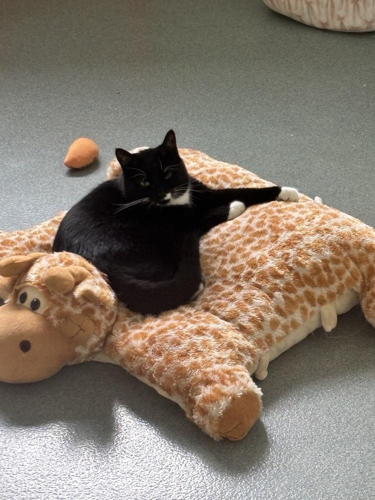 Chuck, Adoptable, Adult Male Domestic Short Hair.