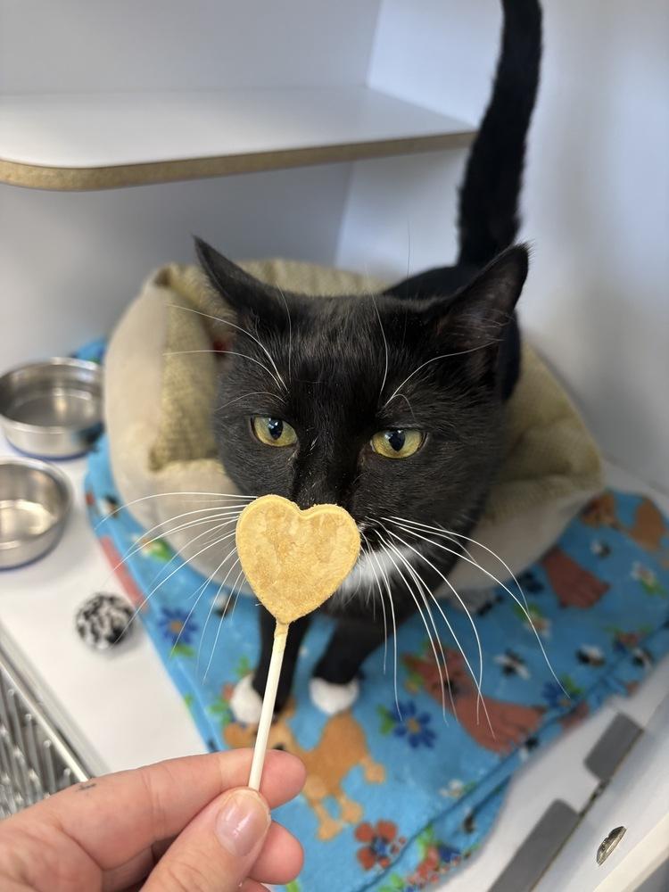 Chuck, a Adoptable Domestic Short Hair in Trenton, ME image 1/4