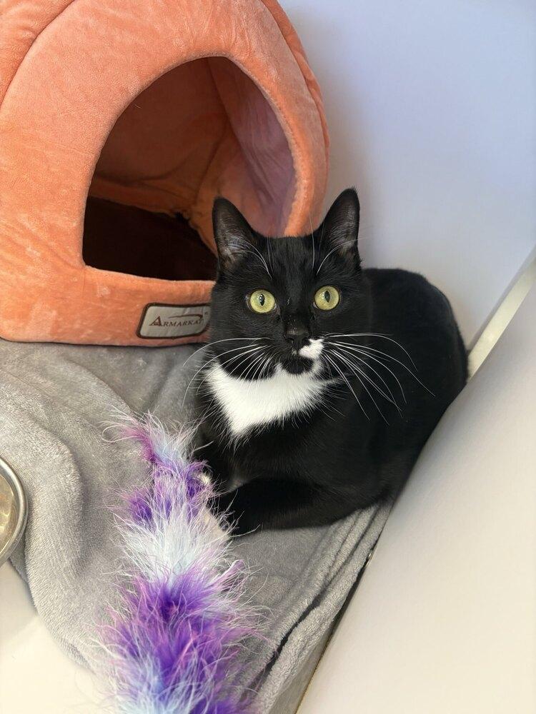 Chuck, a Adoptable Domestic Short Hair in Trenton, ME image 2/4
