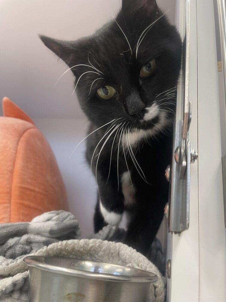 Chuck, a Adoptable Domestic Short Hair in Trenton, ME image 3/4