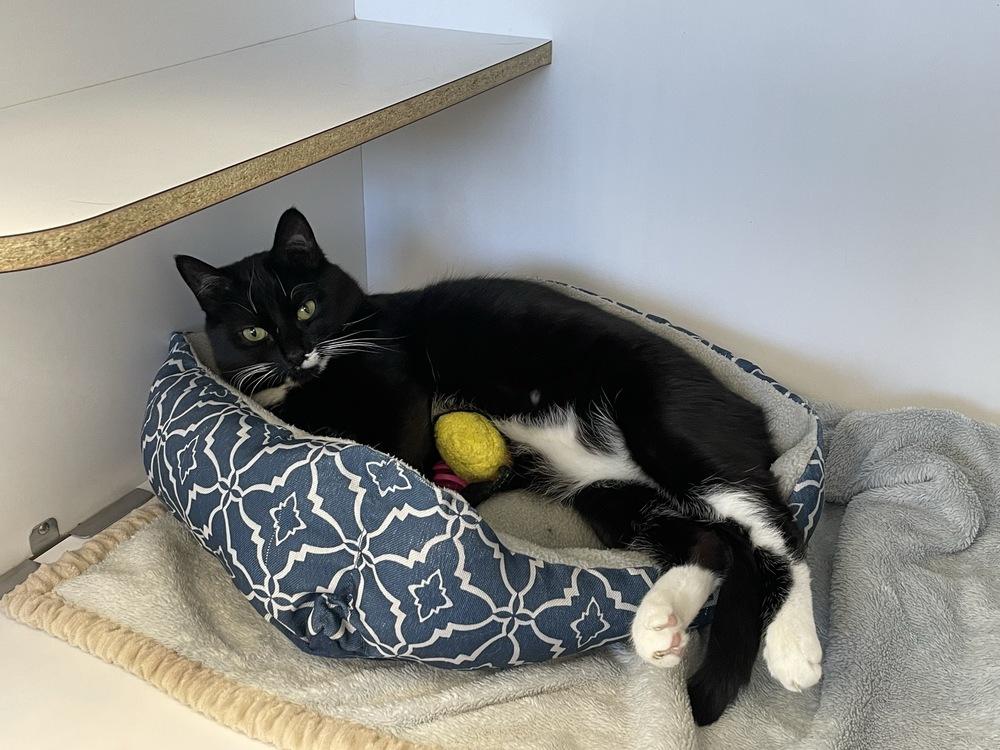 Chuck, a Adoptable Domestic Short Hair in Trenton, ME image 4/4