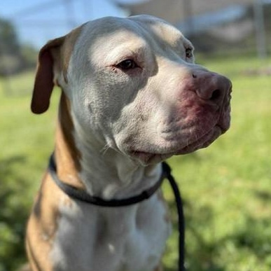 Enlarge "Sheamus", a Adoptable American Staffordshire Terrier in Perkiomenville, PA image 1/1