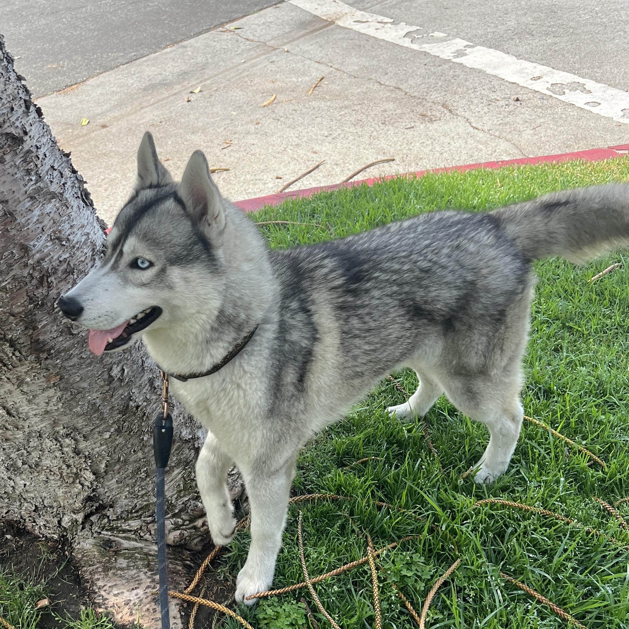 Enlarge Luke, a ADOPTABLE Siberian Husky in Los Angeles, CA image 5/6
