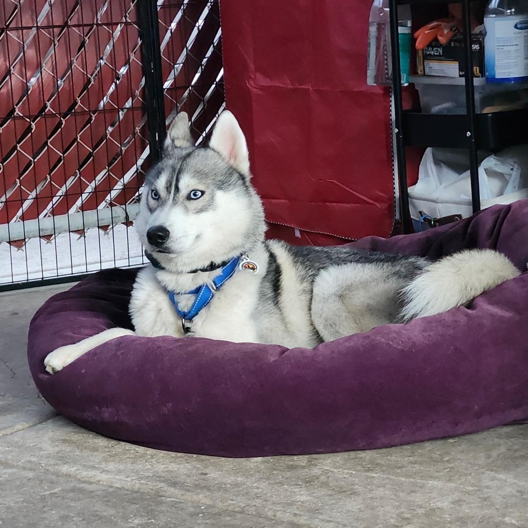 Enlarge Luke, a ADOPTABLE Siberian Husky in Los Angeles, CA image 2/6