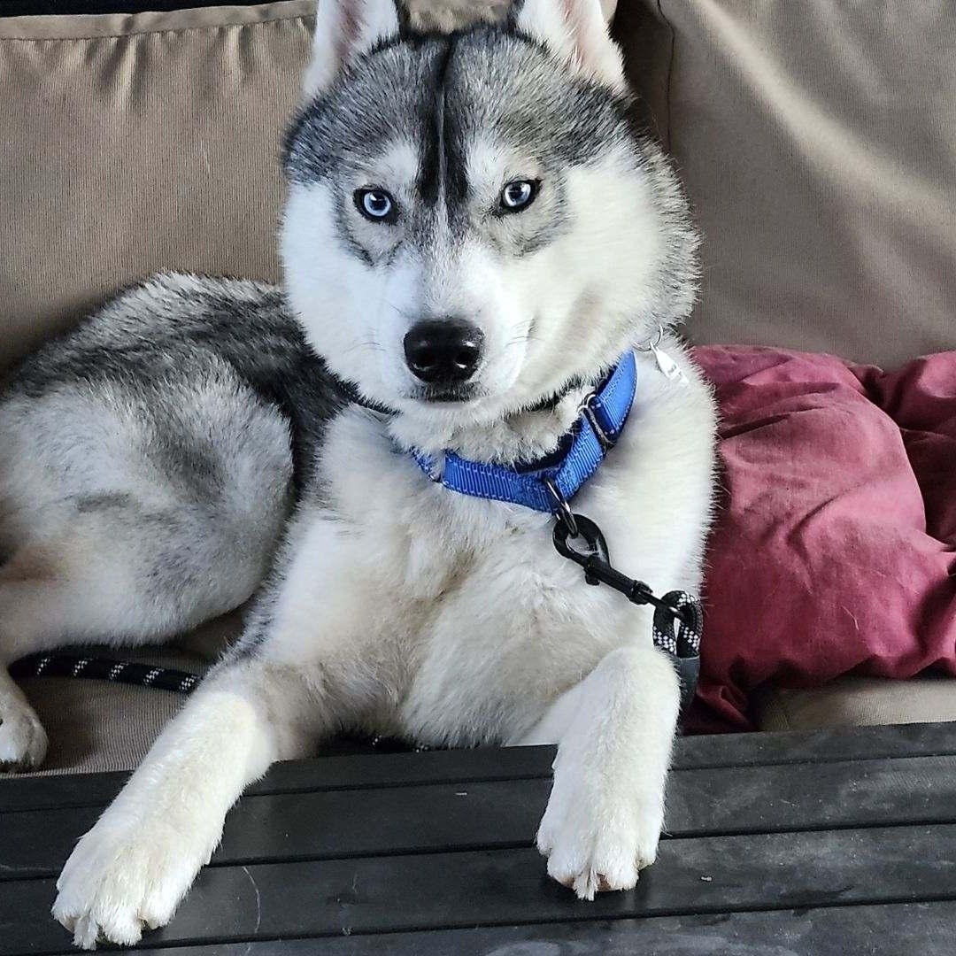 Luke, ADOPTABLE, Young Male Siberian Husky.