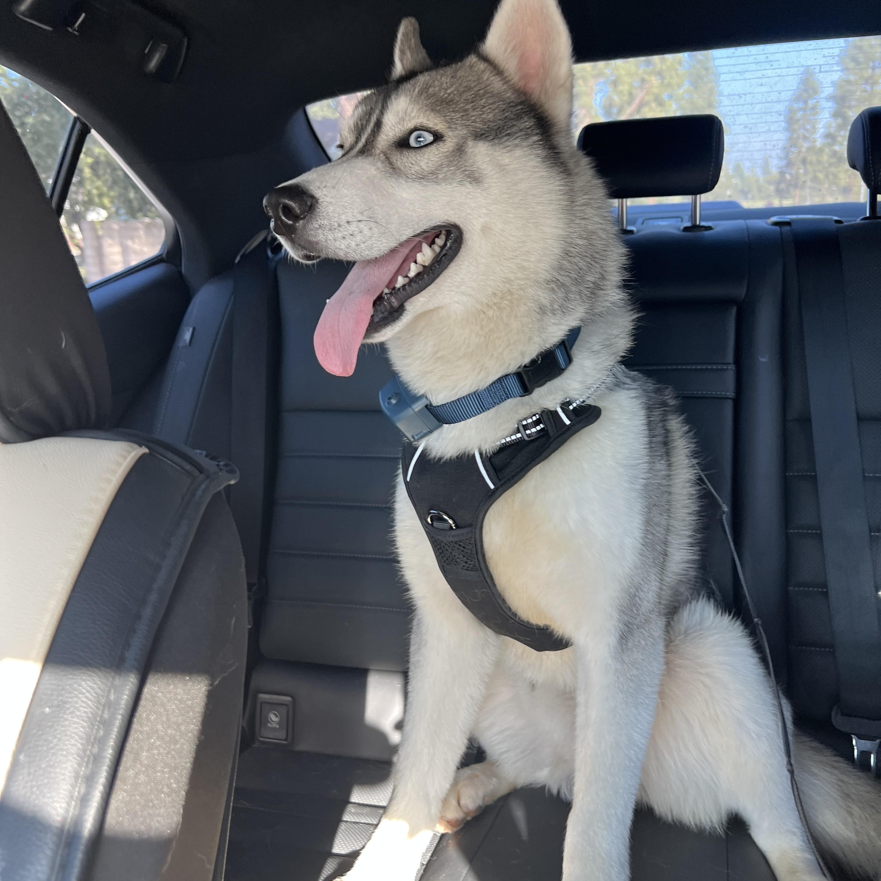 Enlarge Luke, a ADOPTABLE Siberian Husky in Los Angeles, CA image 3/6