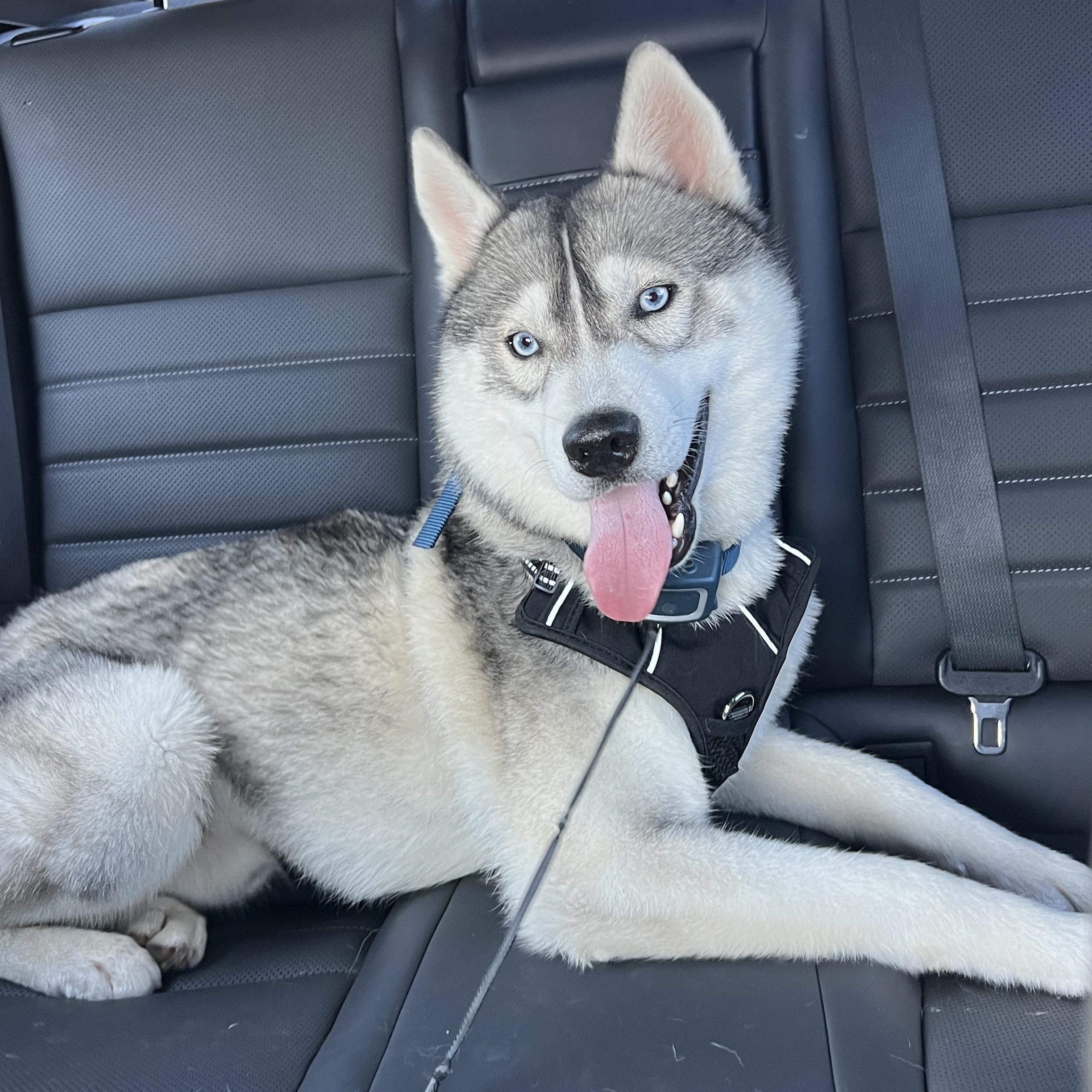 Enlarge Luke, a ADOPTABLE Siberian Husky in Los Angeles, CA image 4/6