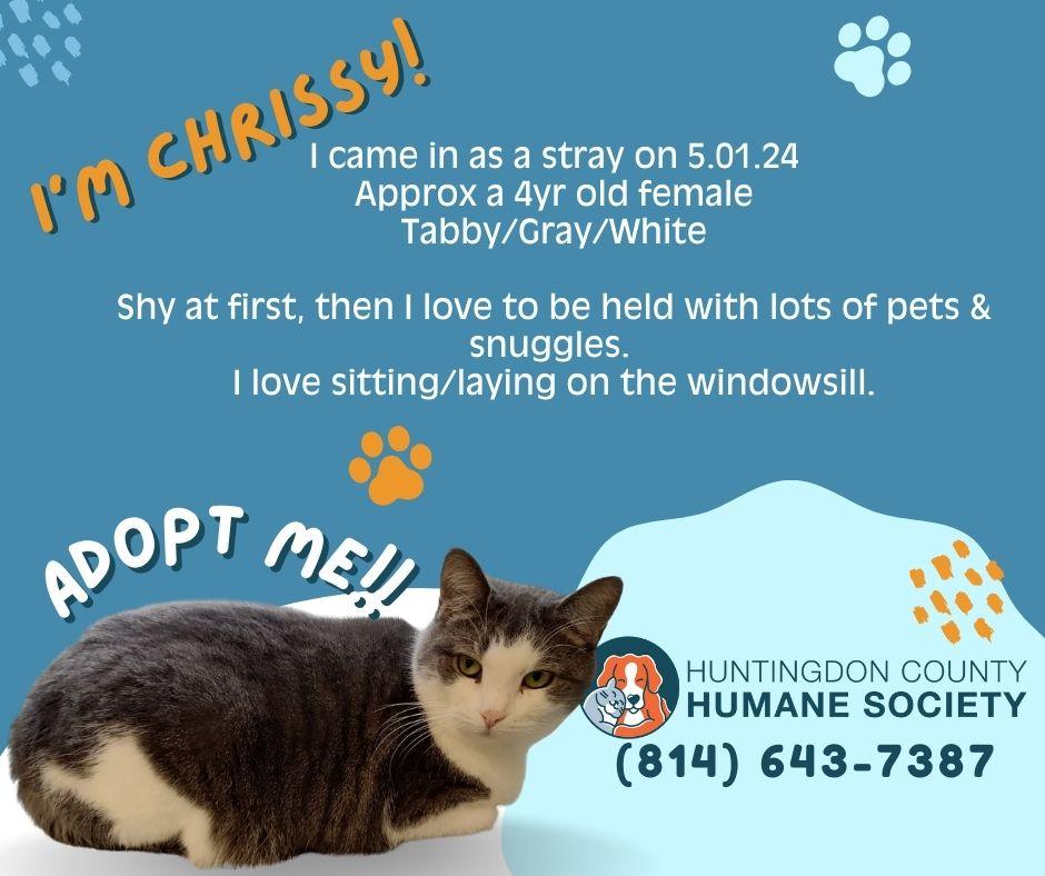 Chrissy, ADOPTABLE, Adult Female Domestic Short Hair.