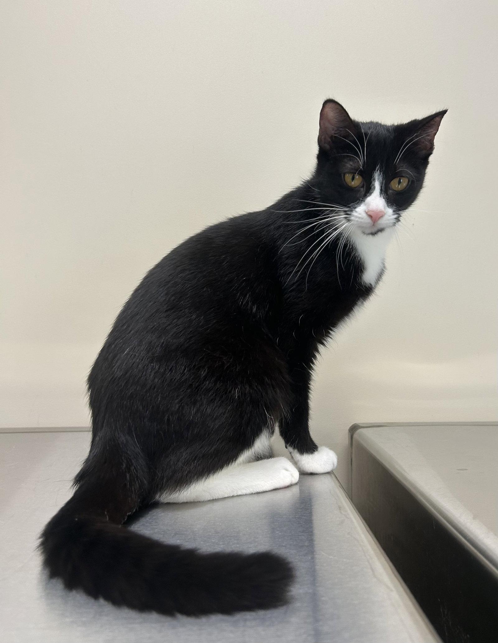 Grace, Adoptable, Adult Female Domestic Short Hair.