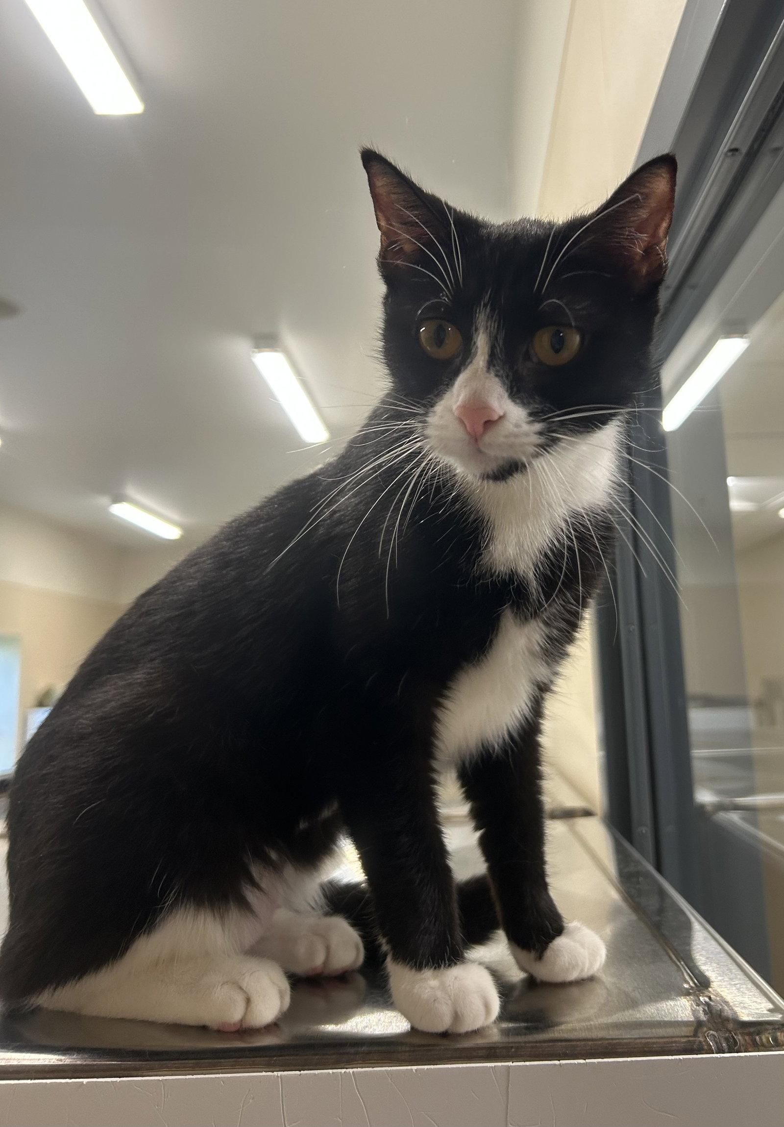 Enlarge Grace, a Adoptable Domestic Short Hair in Arlington, VT image 2/3