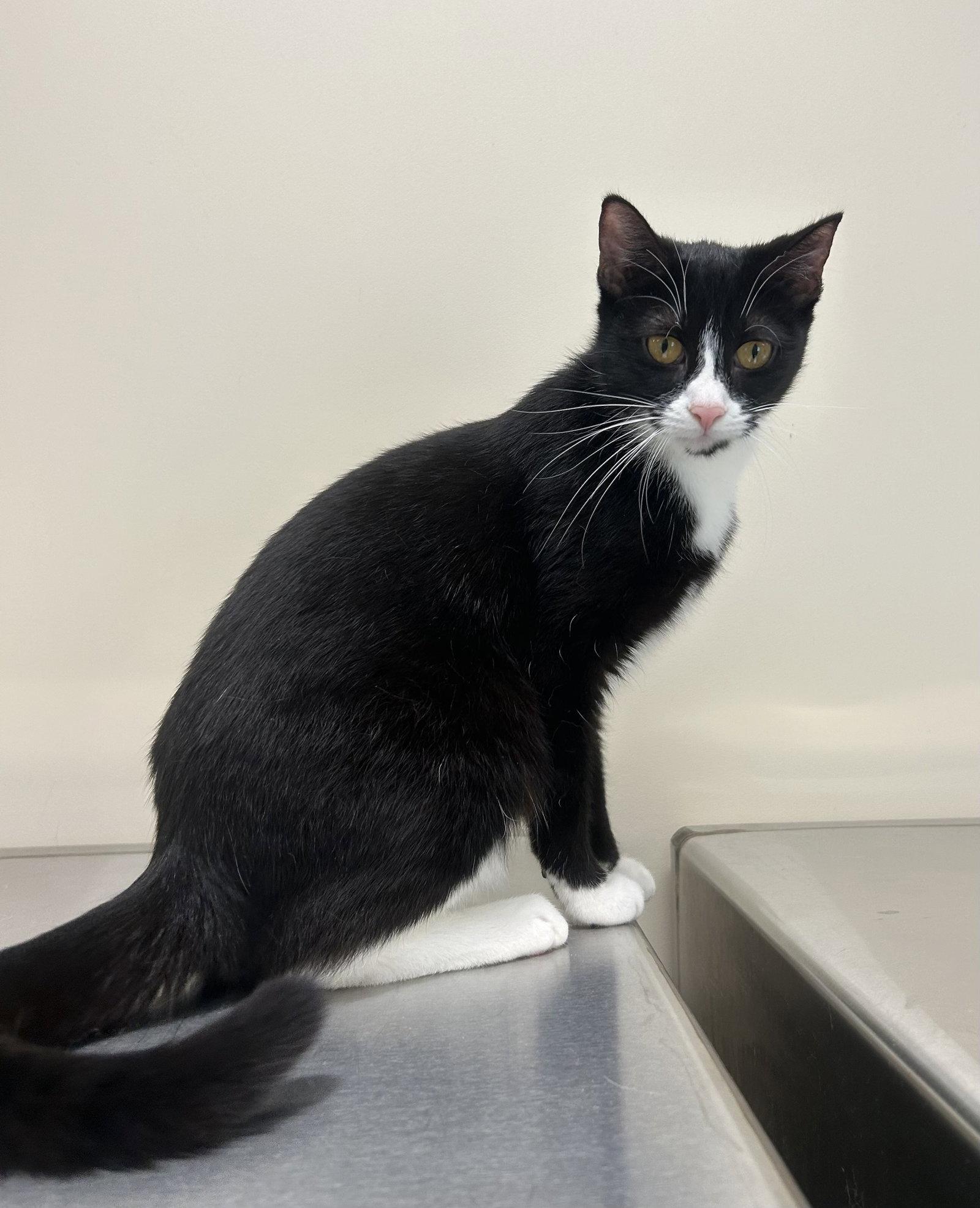 Enlarge Grace, a Adoptable Domestic Short Hair in Arlington, VT image 3/3